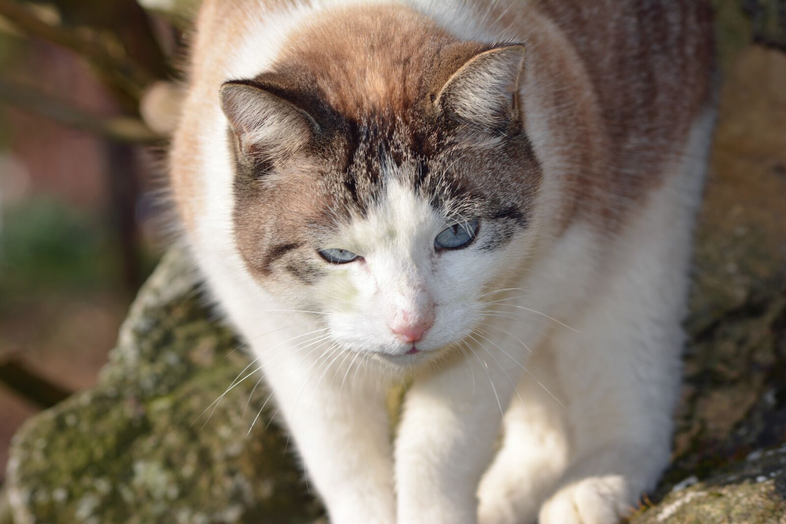 Nikon D5200 sample photo. Feline, cat, cat eyes photography