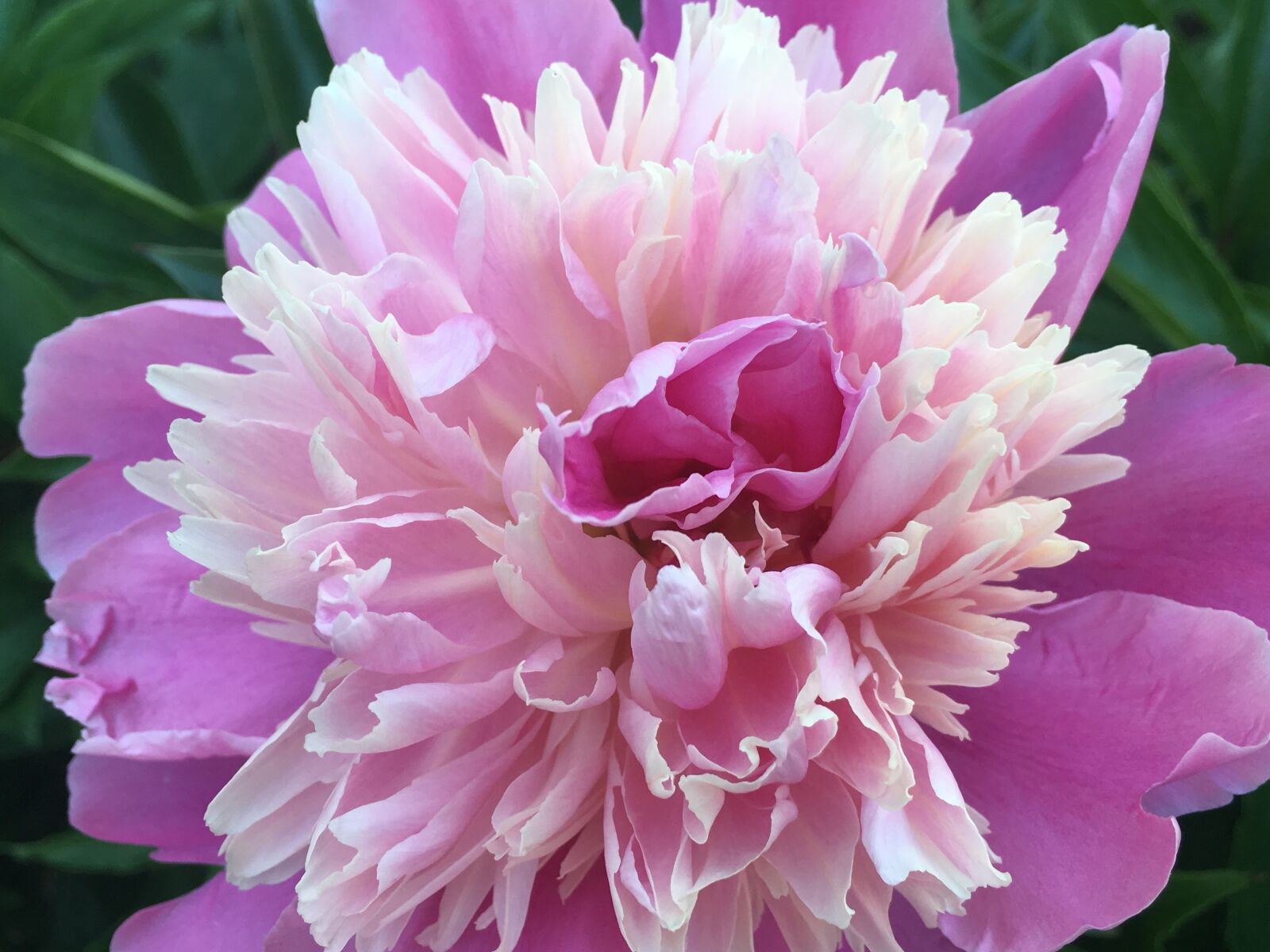 Apple iPhone 6s sample photo. Peony, flower, blossom photography