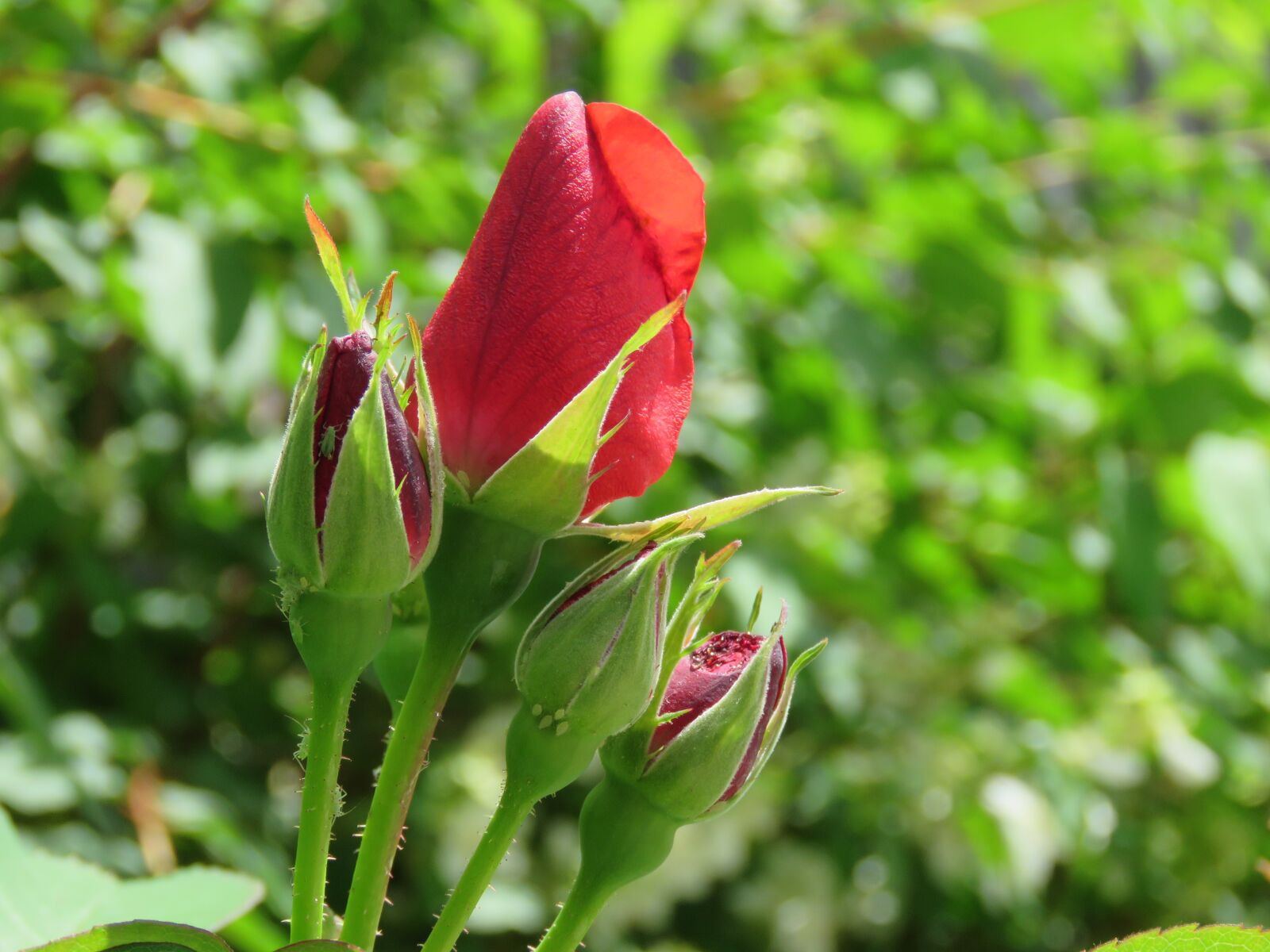 Canon PowerShot SX60 HS sample photo. Red rose, rose, flower photography