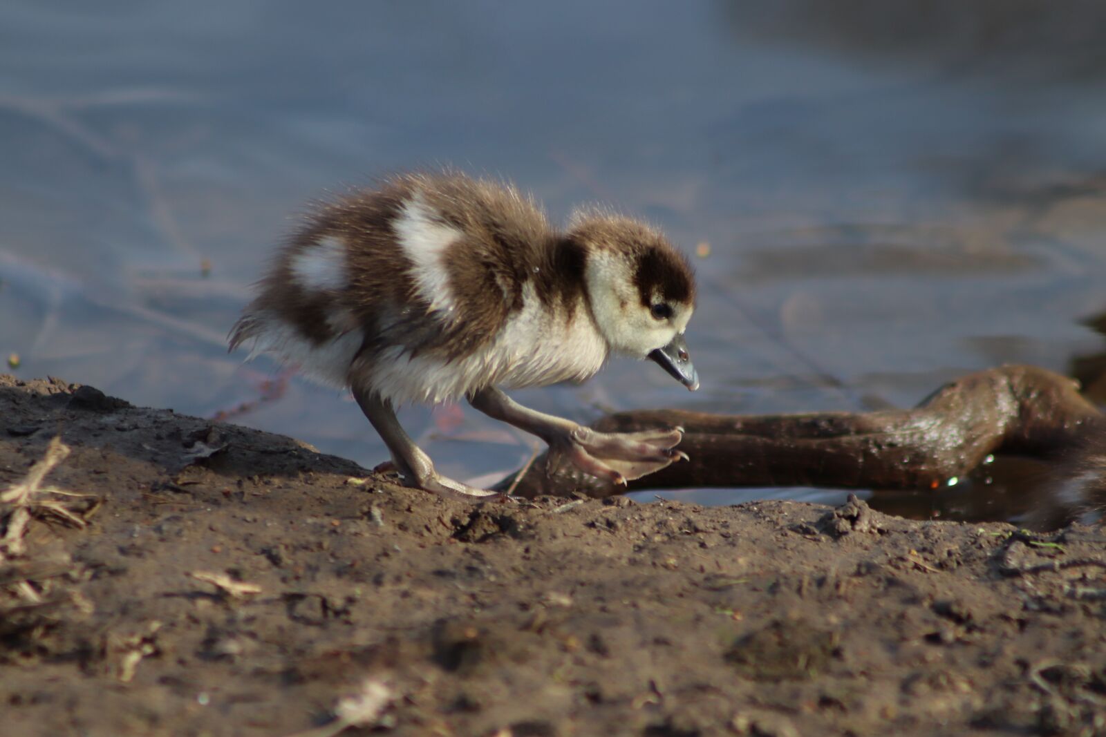 Canon EOS 800D (EOS Rebel T7i / EOS Kiss X9i) sample photo. Chicks, goslings, nilgans photography