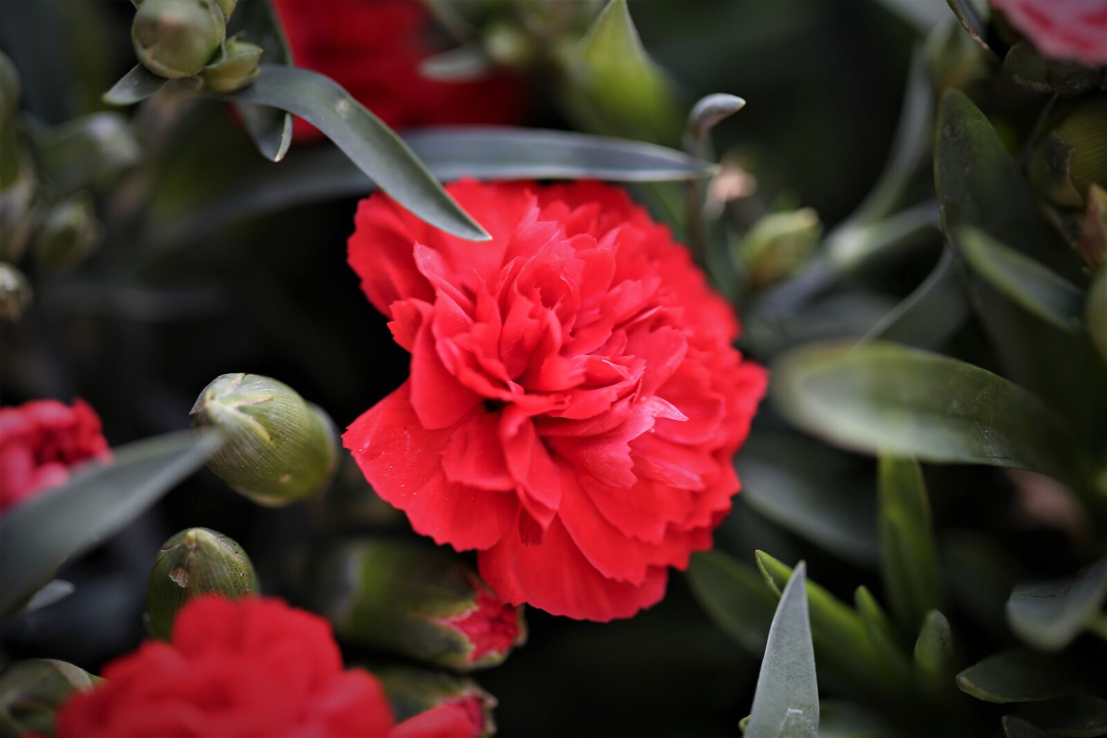 Canon EOS 6D + Canon EF 100mm F2.8 Macro USM sample photo. Red carnation, flower, blooming photography