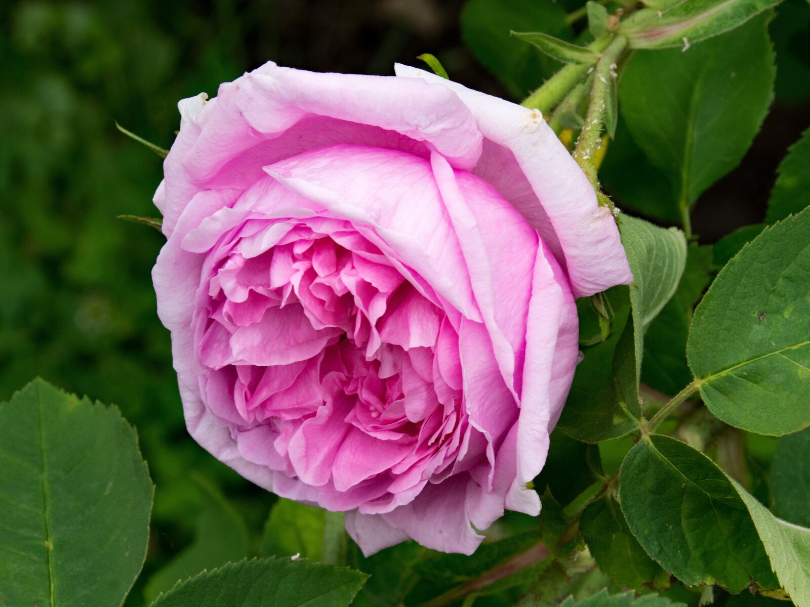 Nikon D5300 sample photo. Rose, mme, boll photography