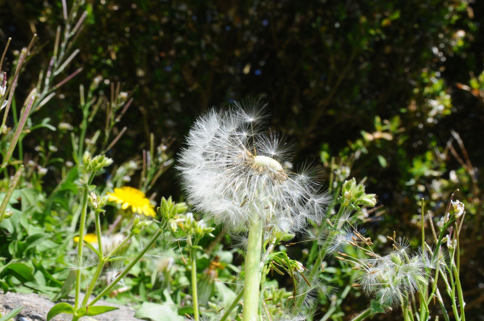 Nikon D300 sample photo. Dandelion, blown, spring photography