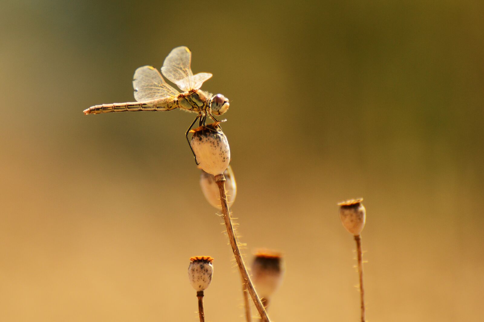 Nikon D3200 sample photo. Dragonfly, macro, winged insects photography