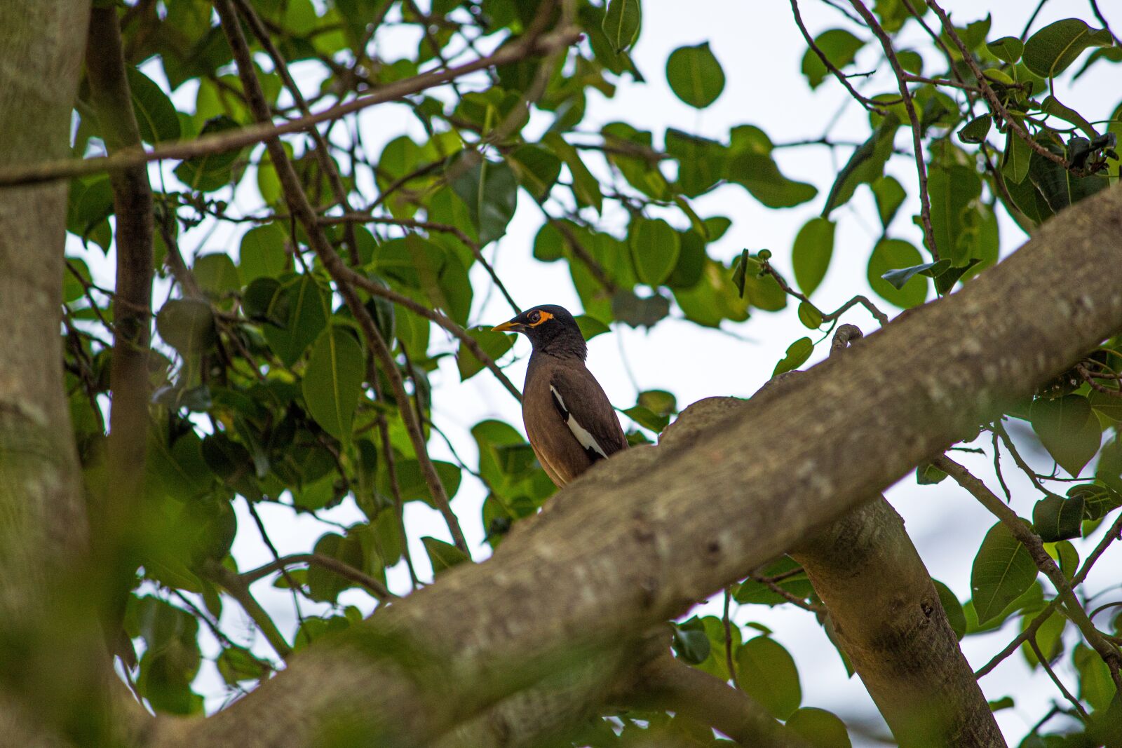 Canon EOS 1300D (EOS Rebel T6 / EOS Kiss X80) sample photo. Myna, bird, starling photography