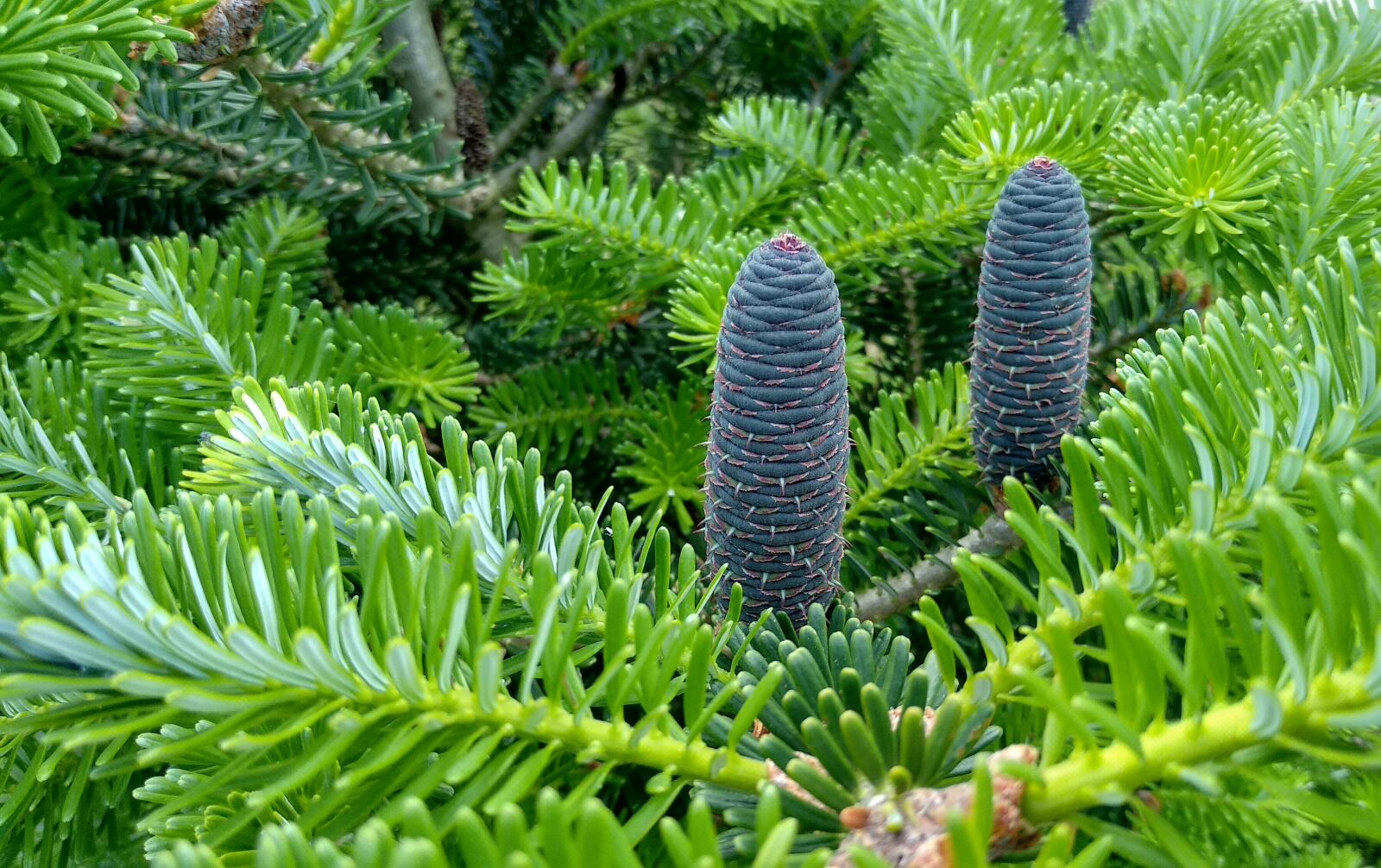 Xiaomi Mi A1 sample photo. Spring, spruce, pine cone photography