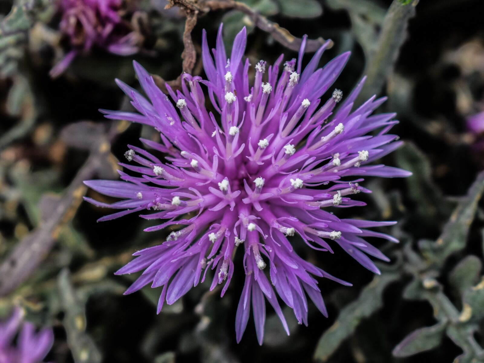Nikon D3300 sample photo. Wildflower, purple, flower photography