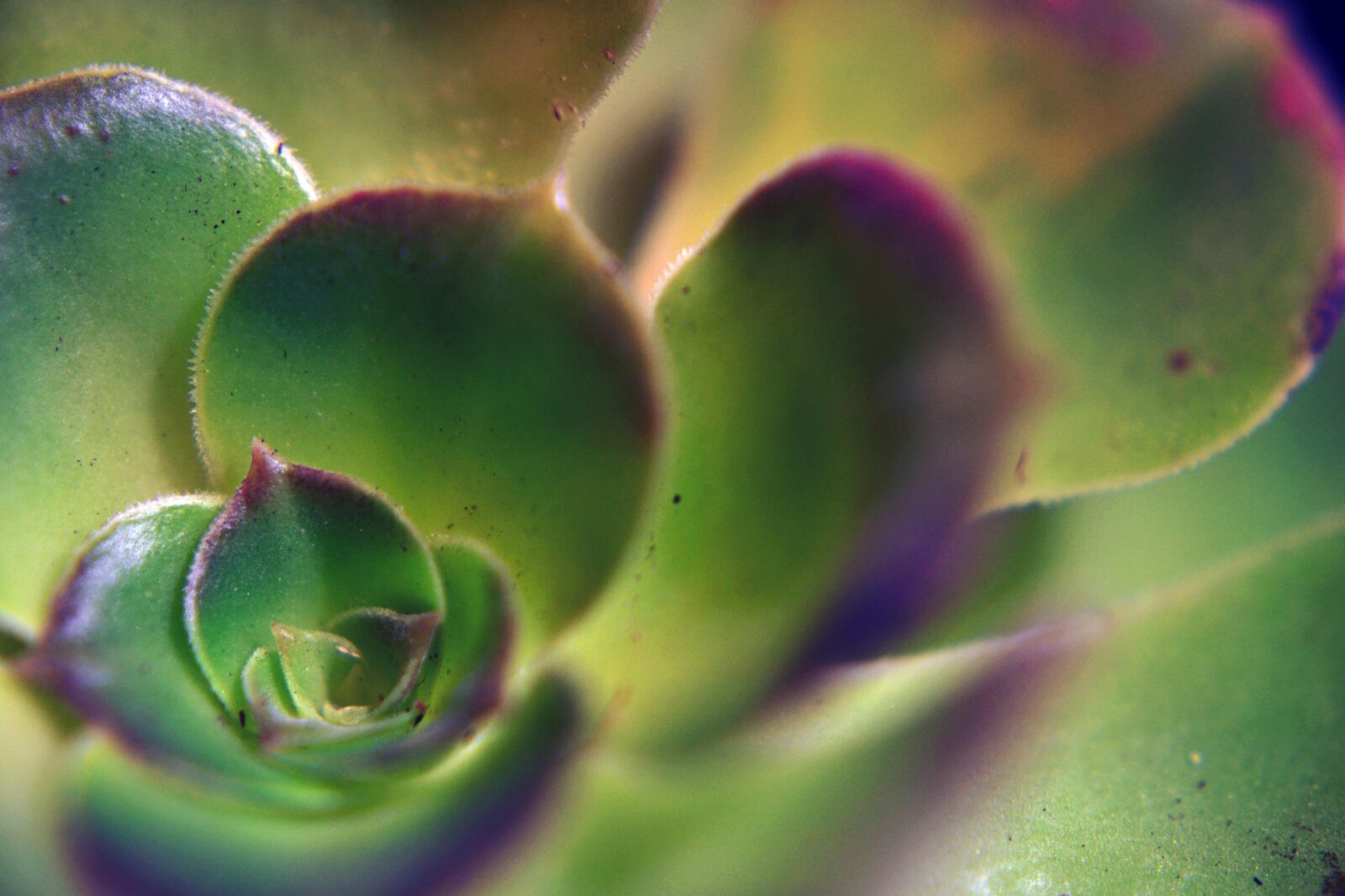 Nikon D3100 sample photo. Succulent, plant, green photography