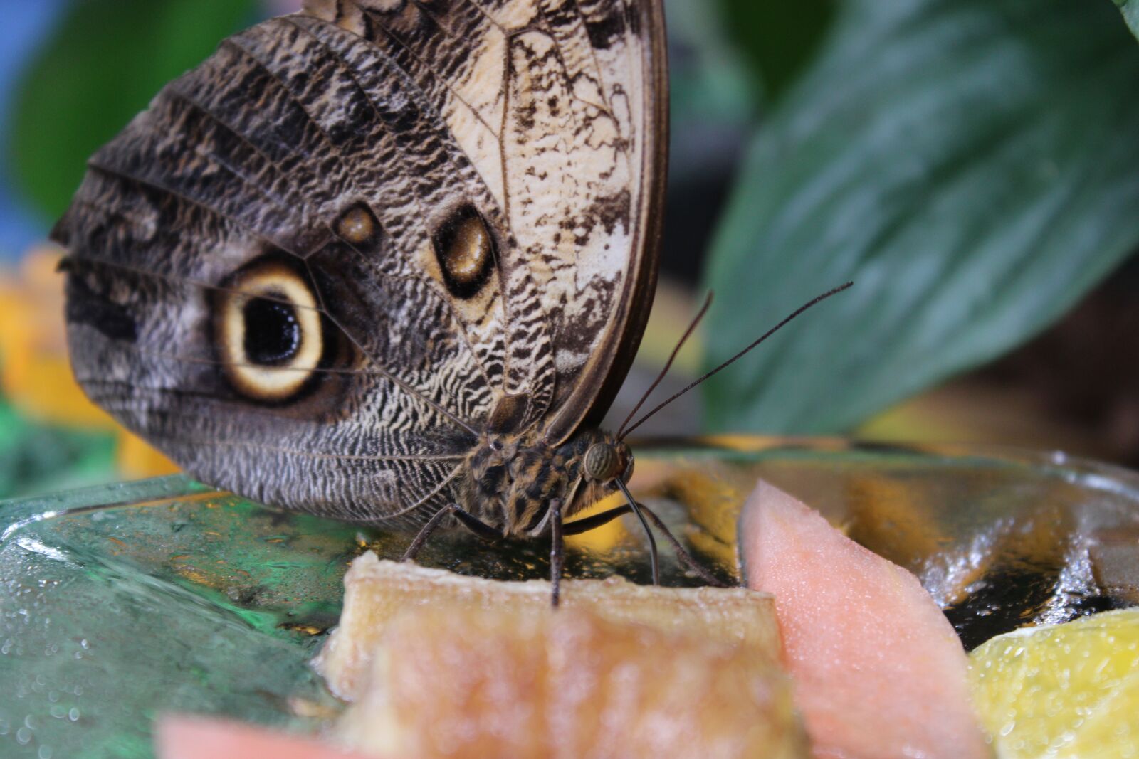 Canon EOS 2000D (EOS Rebel T7 / EOS Kiss X90 / EOS 1500D) sample photo. Butterfly, animal, summer photography
