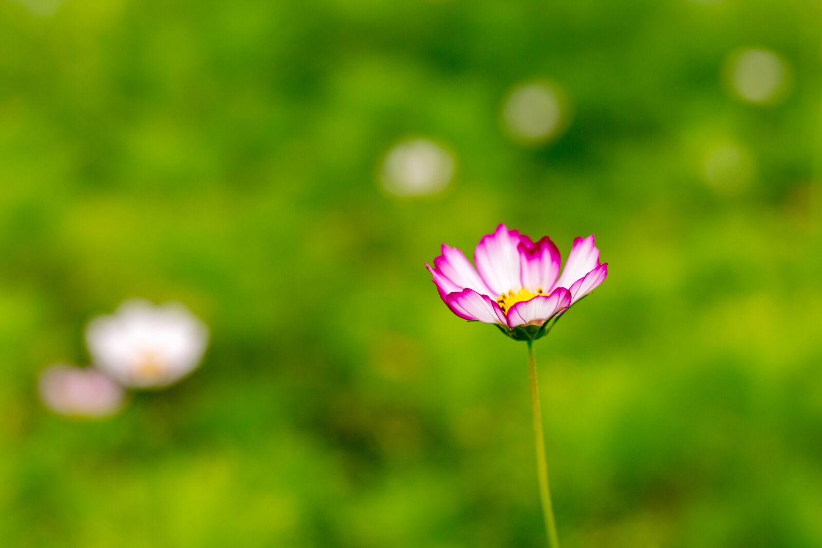 Canon EOS 700D (EOS Rebel T5i / EOS Kiss X7i) + Canon EF 50mm F1.8 STM sample photo. Gesanghua, nature, summer photography