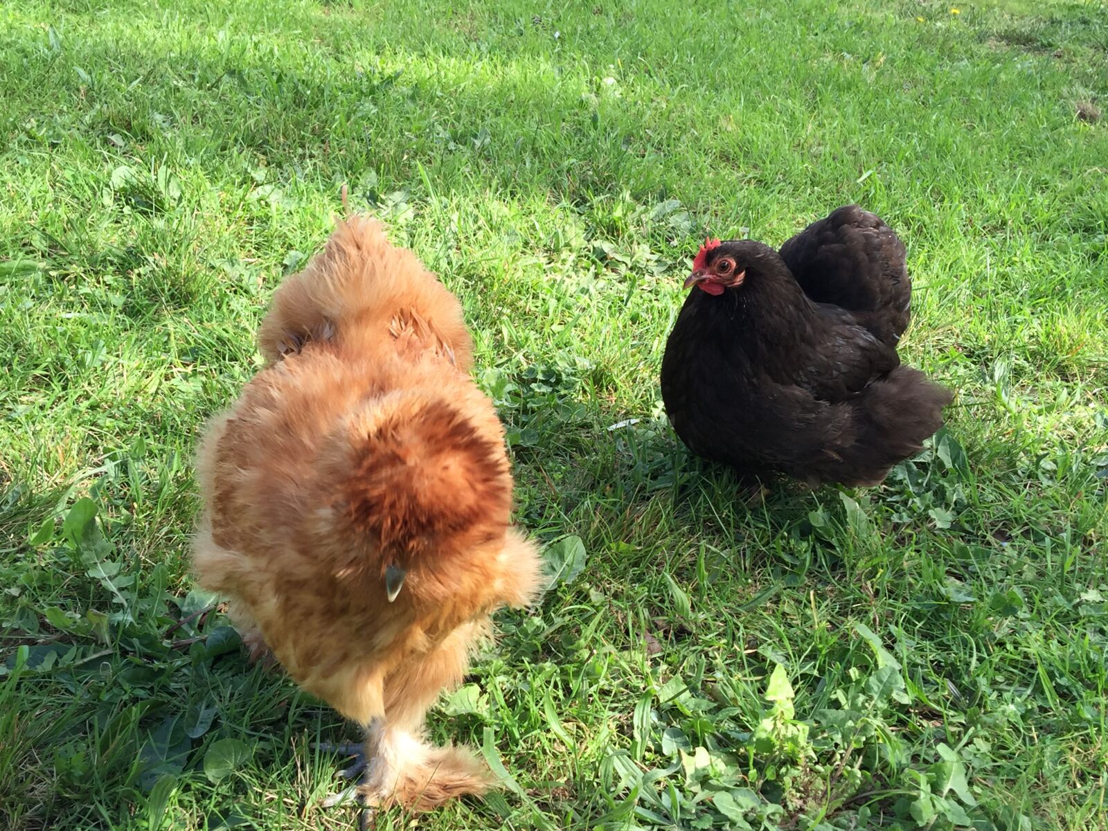 iPhone 6 Plus back camera 4.15mm f/2.2 sample photo. Poules, de, luxe photography