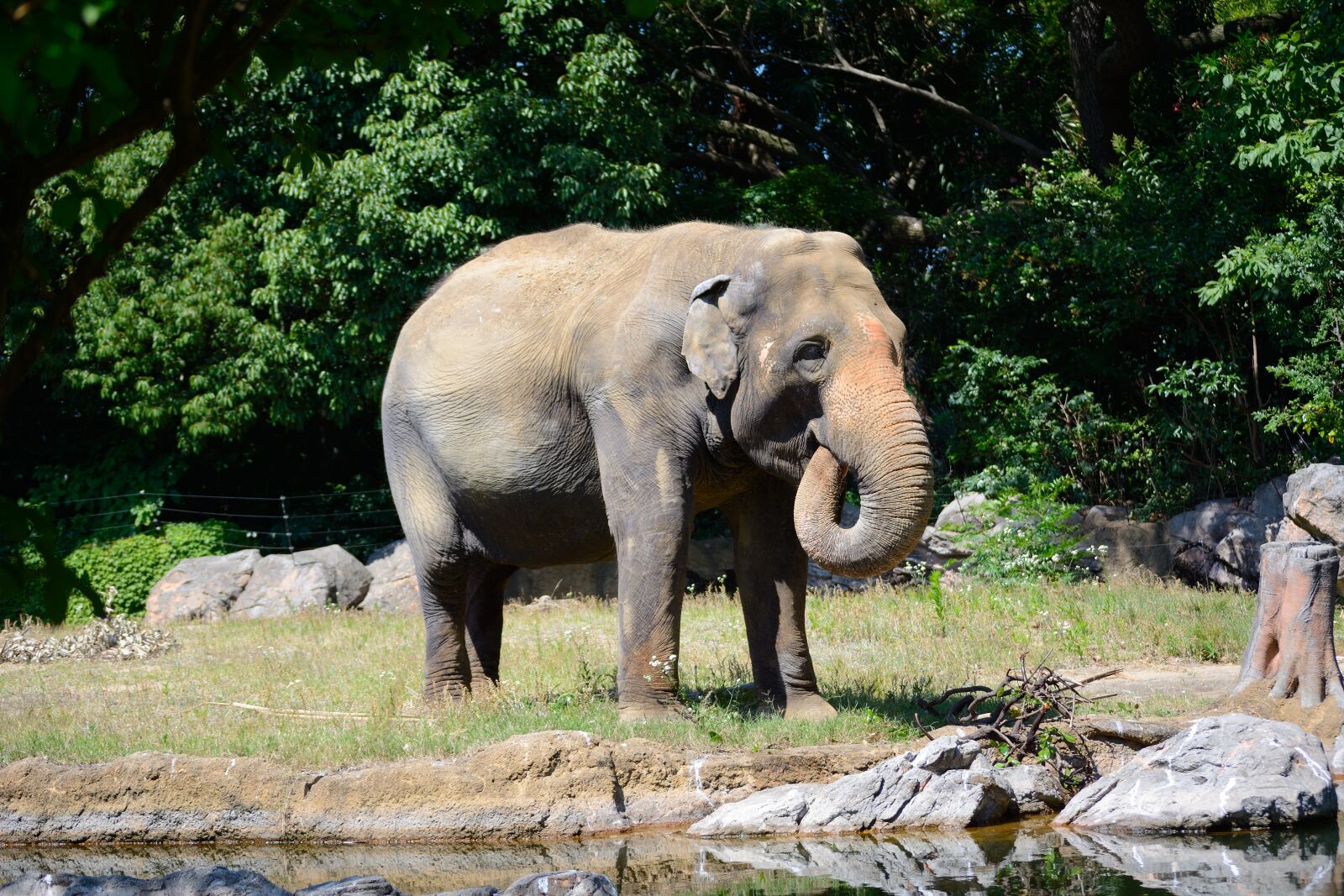 Nikon D7100 sample photo. Elephant, wildlife, zoo photography