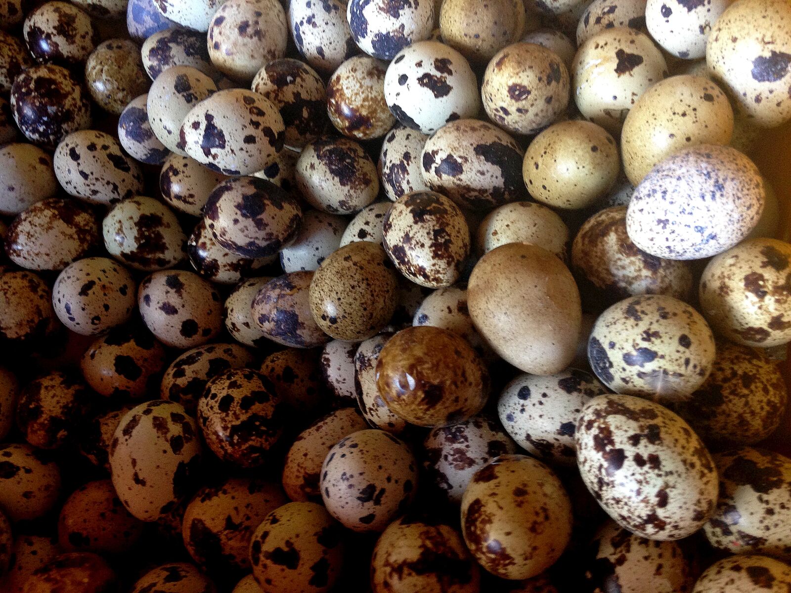 iPhone 5c back camera 4.12mm f/2.4 sample photo. Abstract, colourful, egg, eggs photography