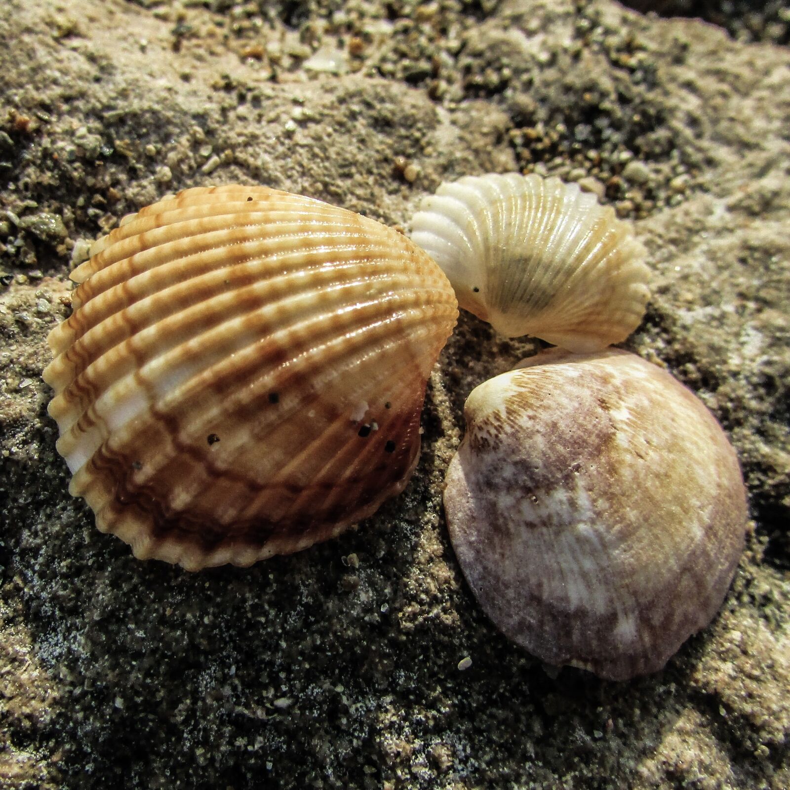 Canon PowerShot SX400 IS sample photo. Shell, beach, nature photography