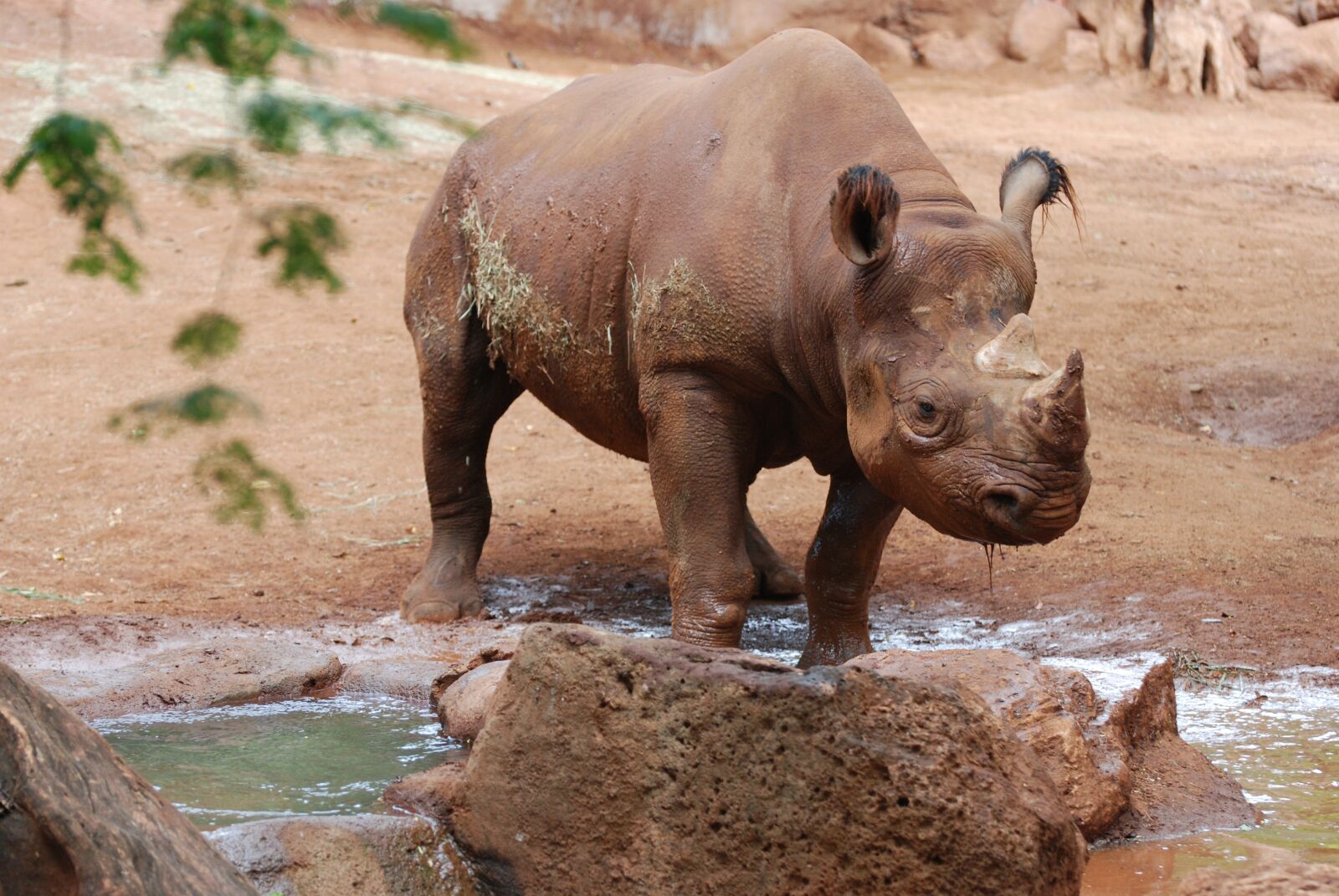 Nikon D80 sample photo. Animal, rhino, beast photography