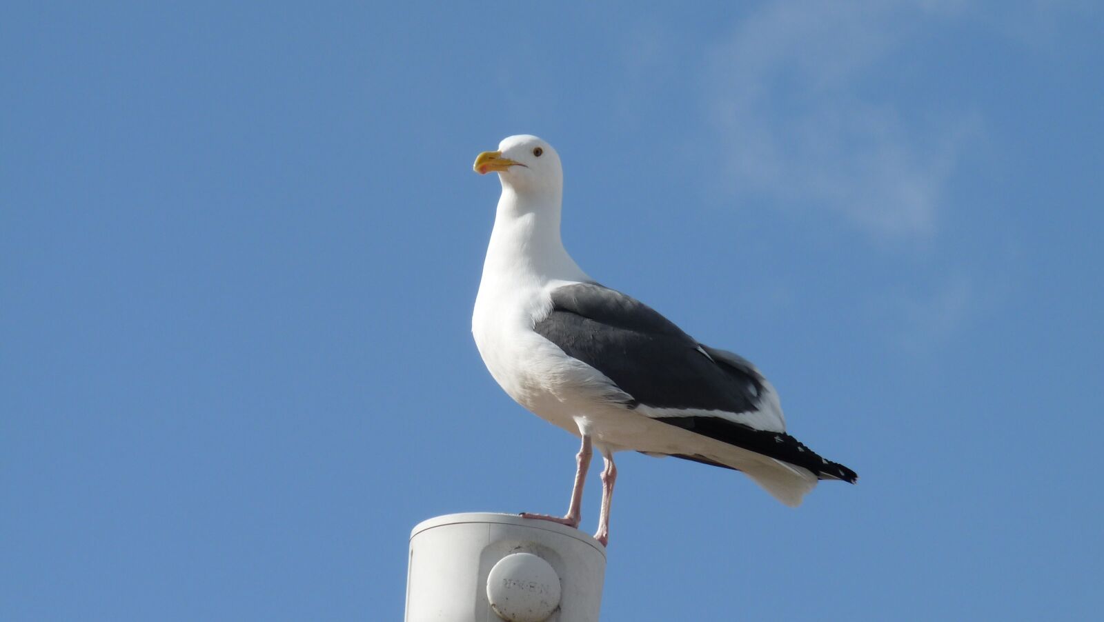 Panasonic Lumix DMC-FZ28 sample photo. Seagull, bird, perch photography