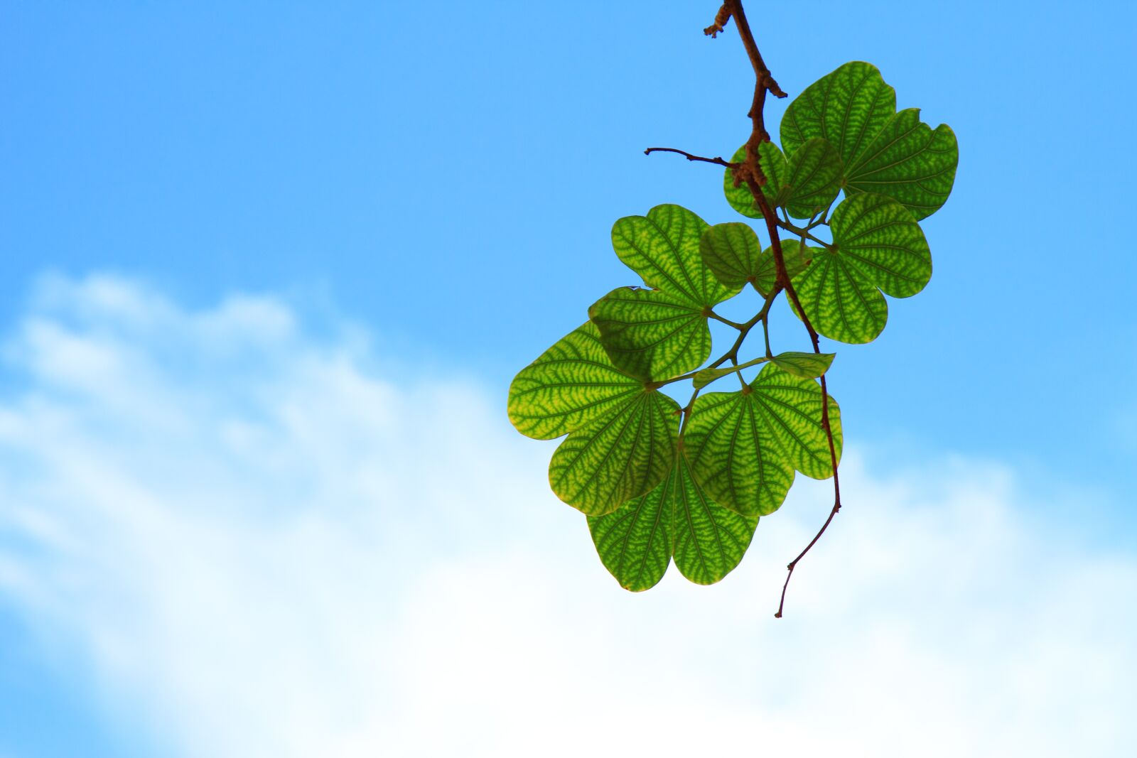 Canon EOS 50D sample photo. Blue, branch, cloud, green photography