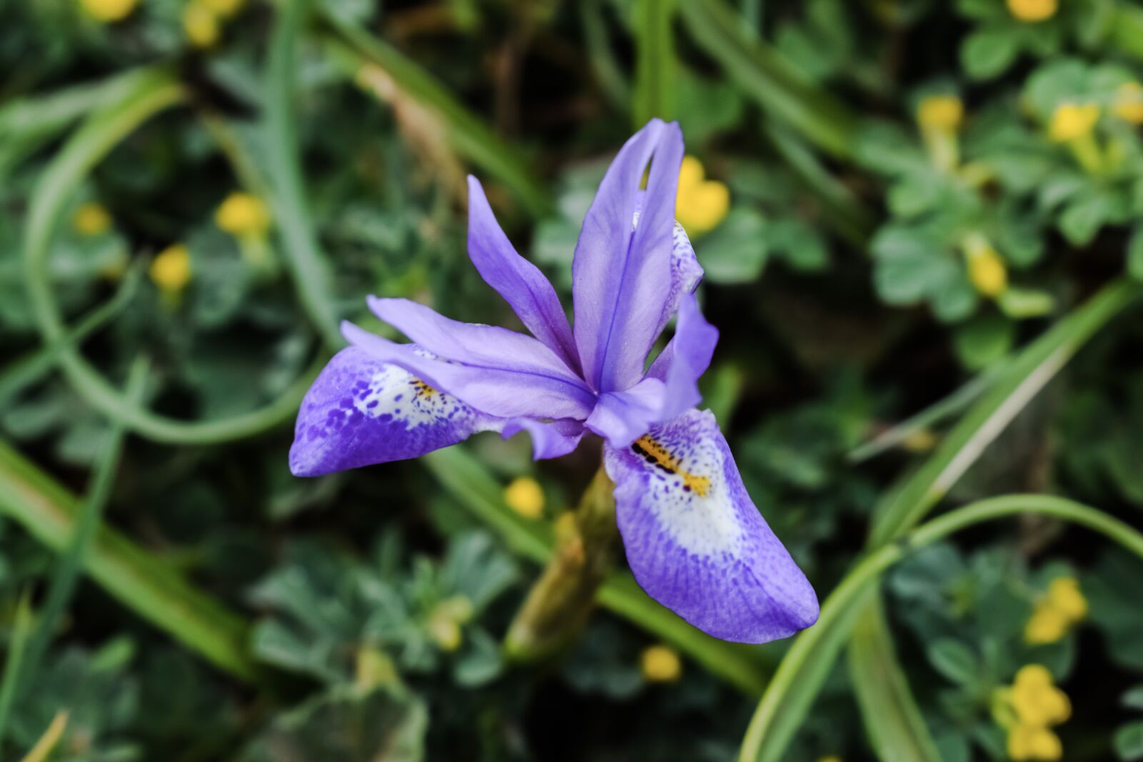 Nikon D3300 sample photo. Wild flower, purple, colorful photography