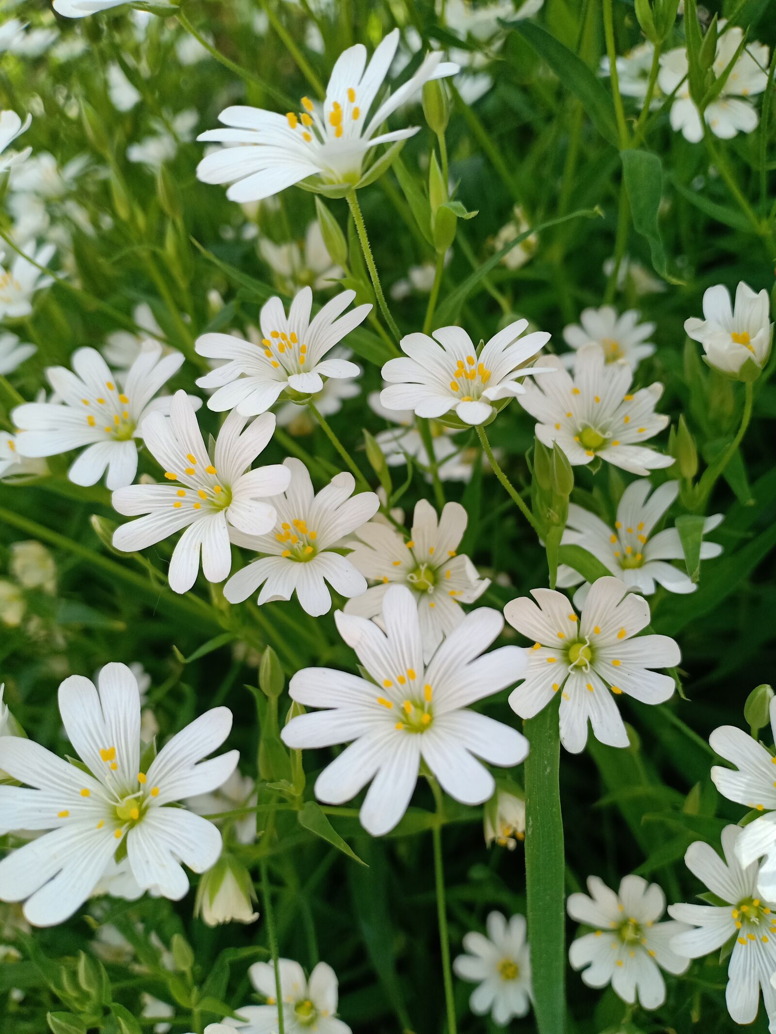 OPPO F7 sample photo. Stellaria holostea, plant, muursoort photography