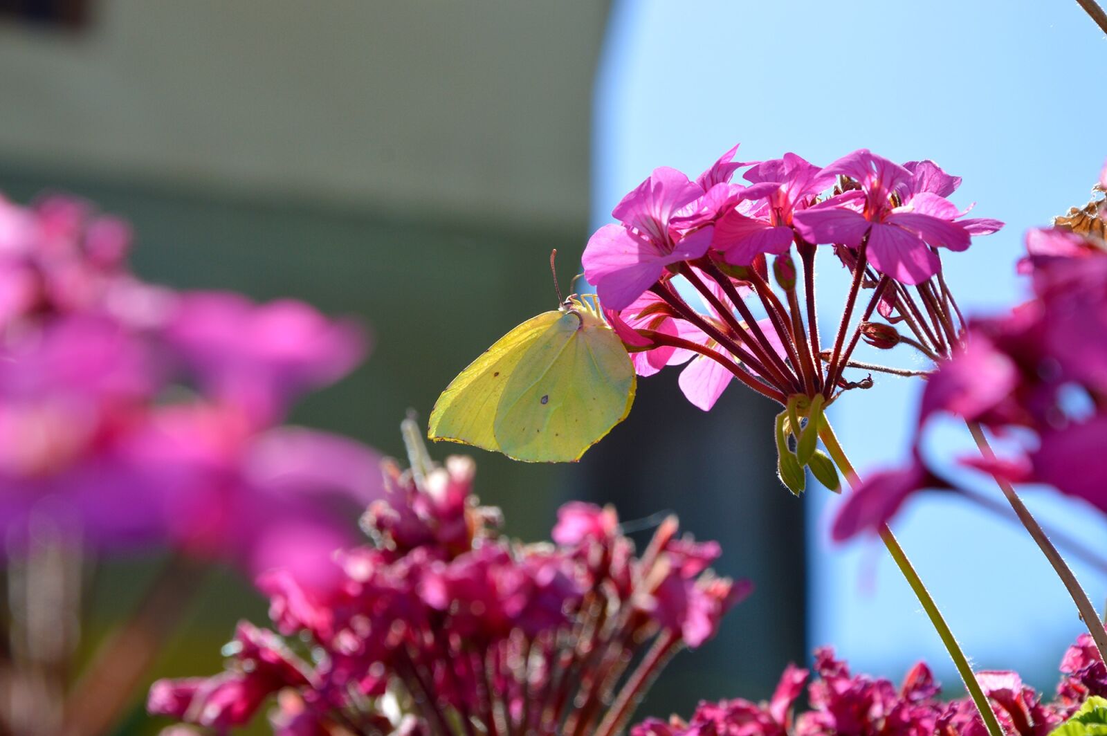 Nikon D3200 sample photo. Butterfly, gonepteryx rhamni, flower photography