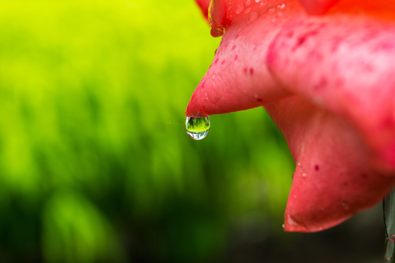 Nikon D5200 sample photo. Flower, macro, water drop photography