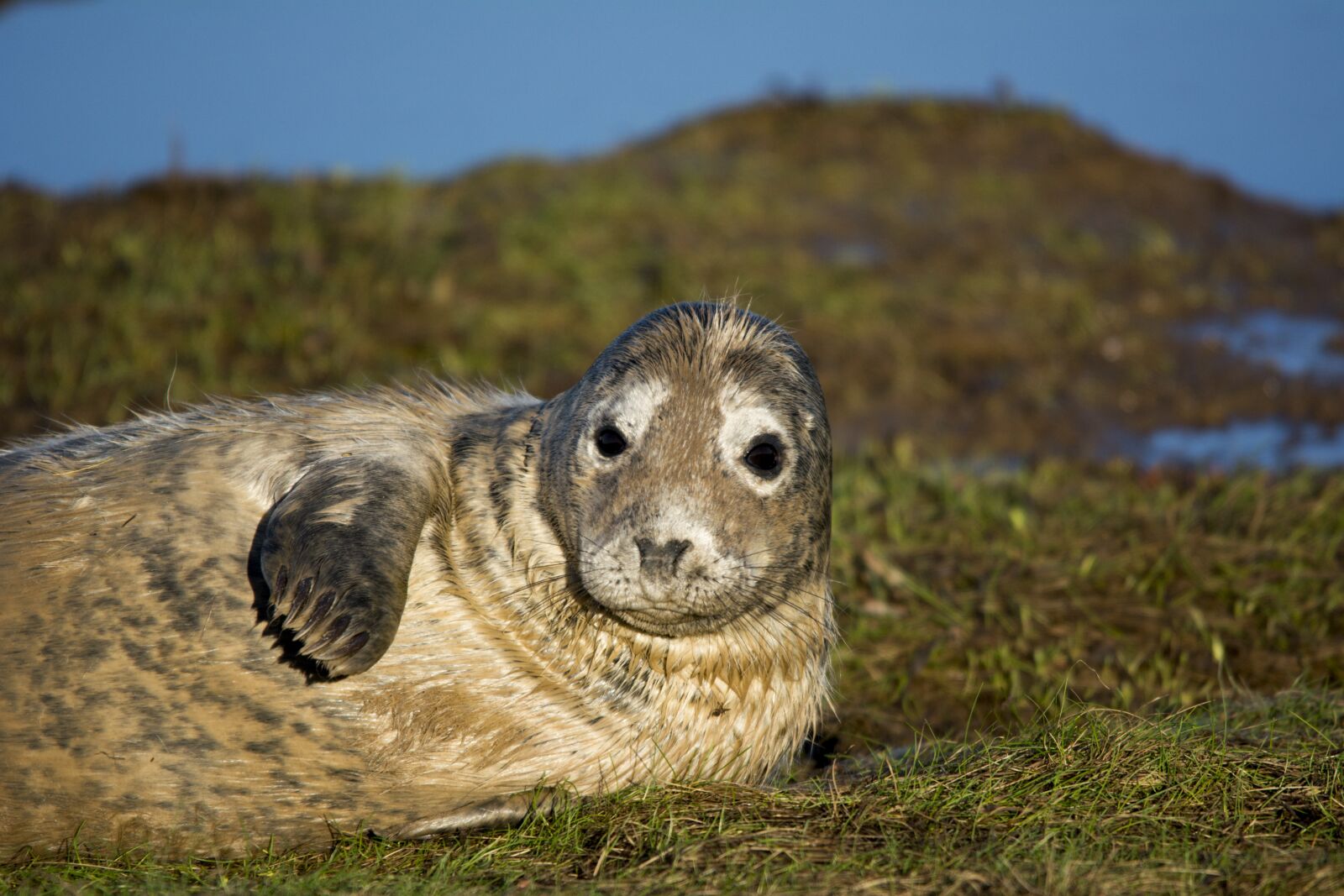 Nikon D5200 sample photo. Seal, closeup, wildlife photography