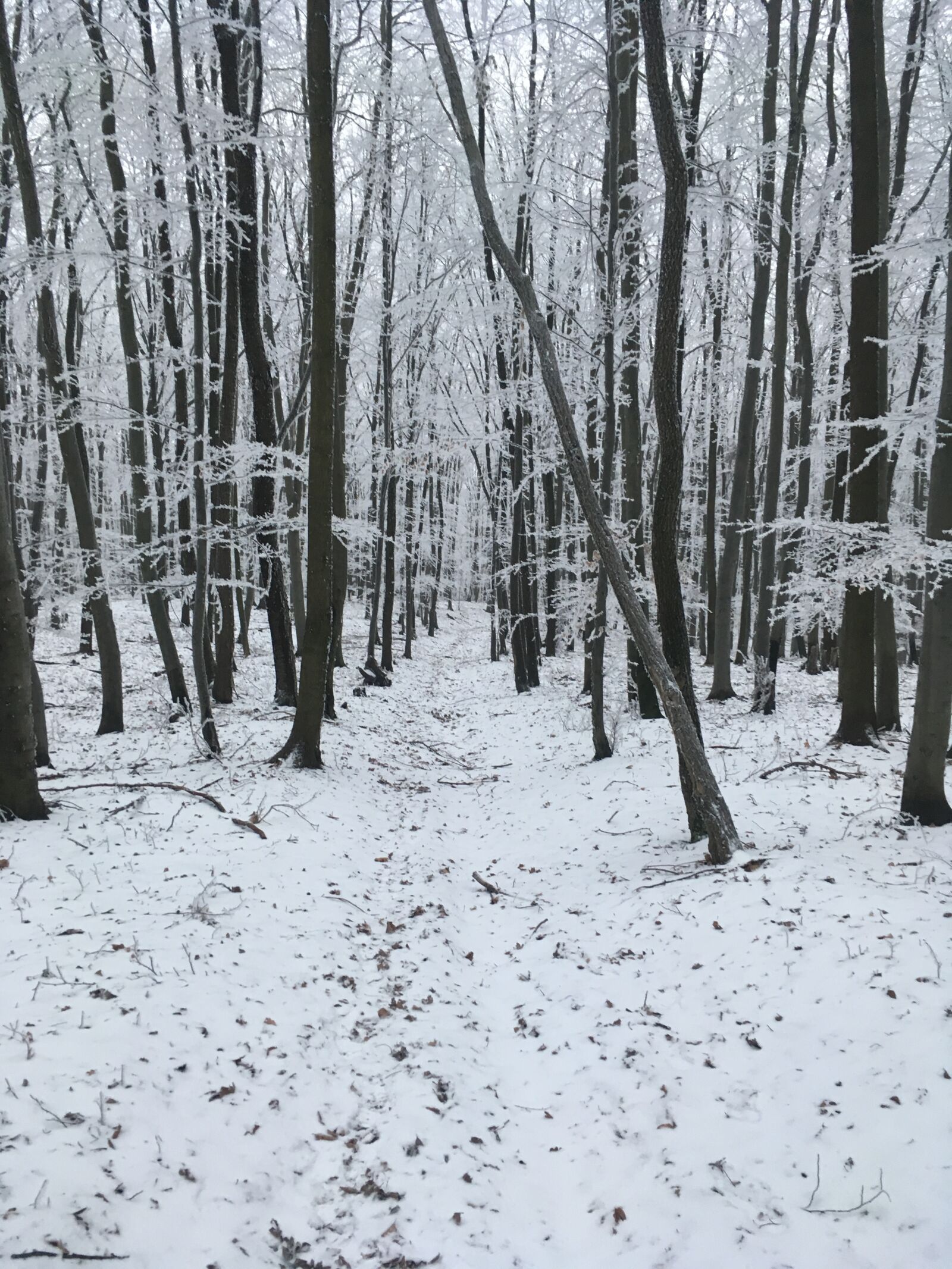 Apple iPhone SE sample photo. Winter, snow, nature photography