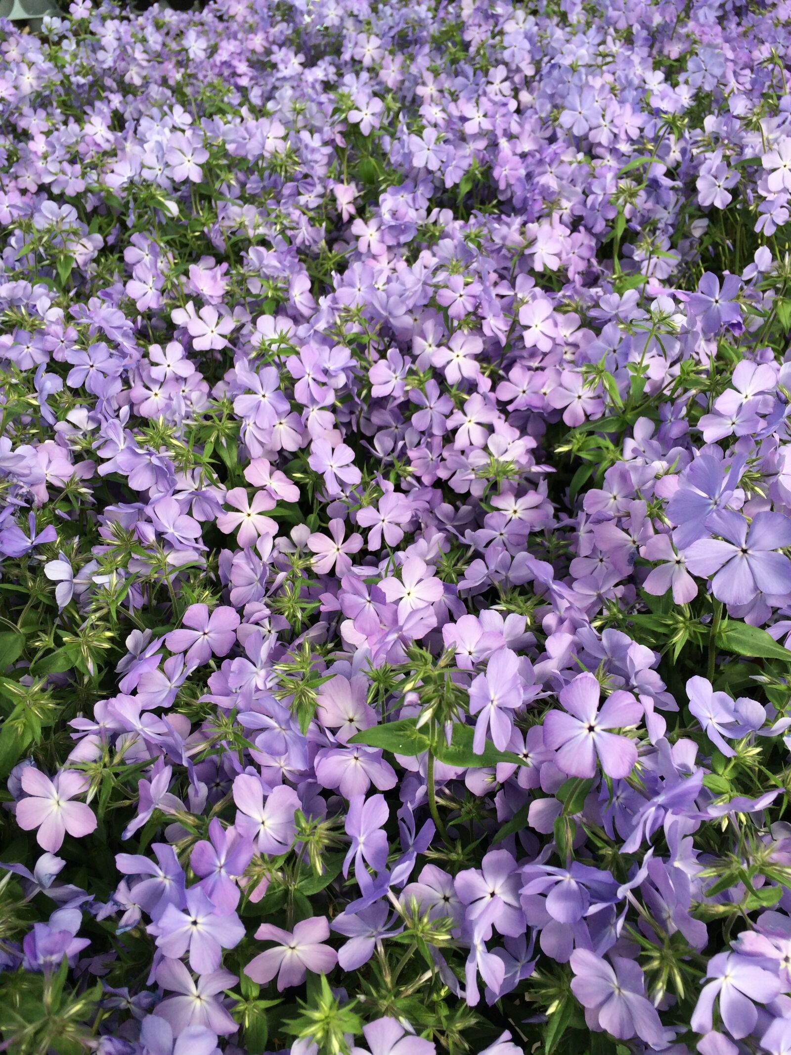 iPhone 5s back camera 4.12mm f/2.2 sample photo. Flower, purple, purple flowers photography