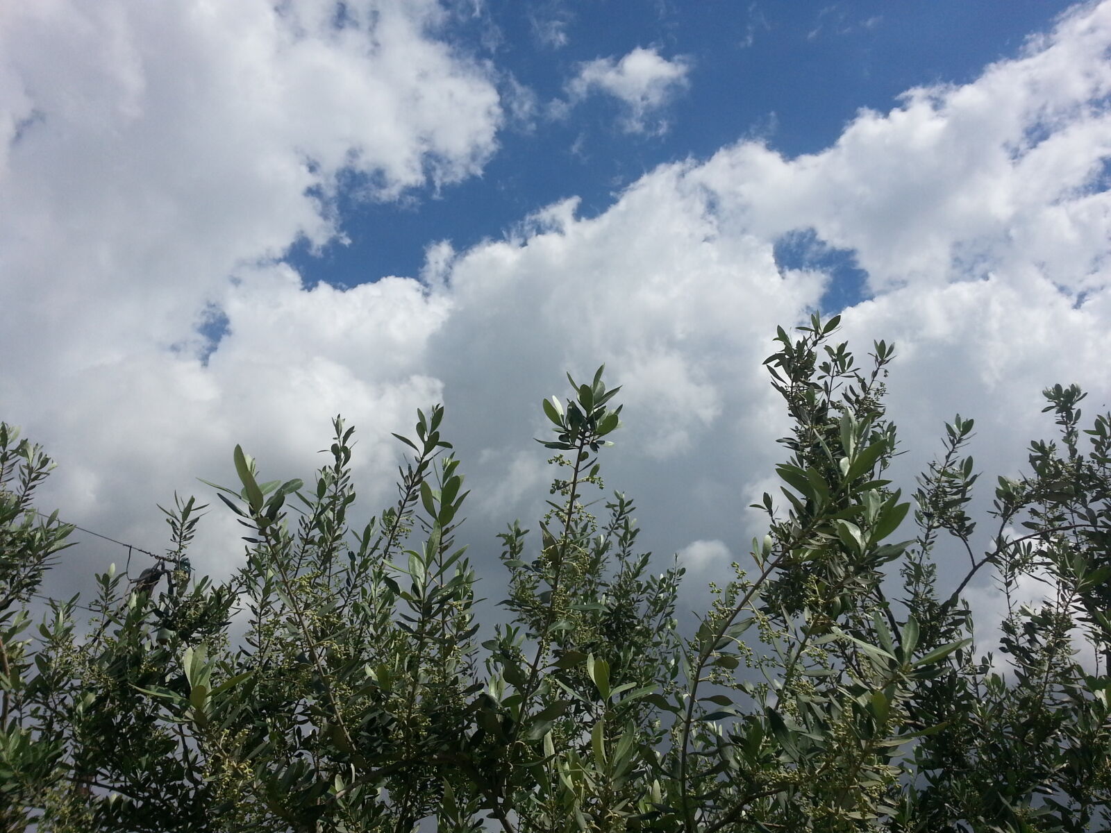 Samsung Galaxy S3 sample photo
