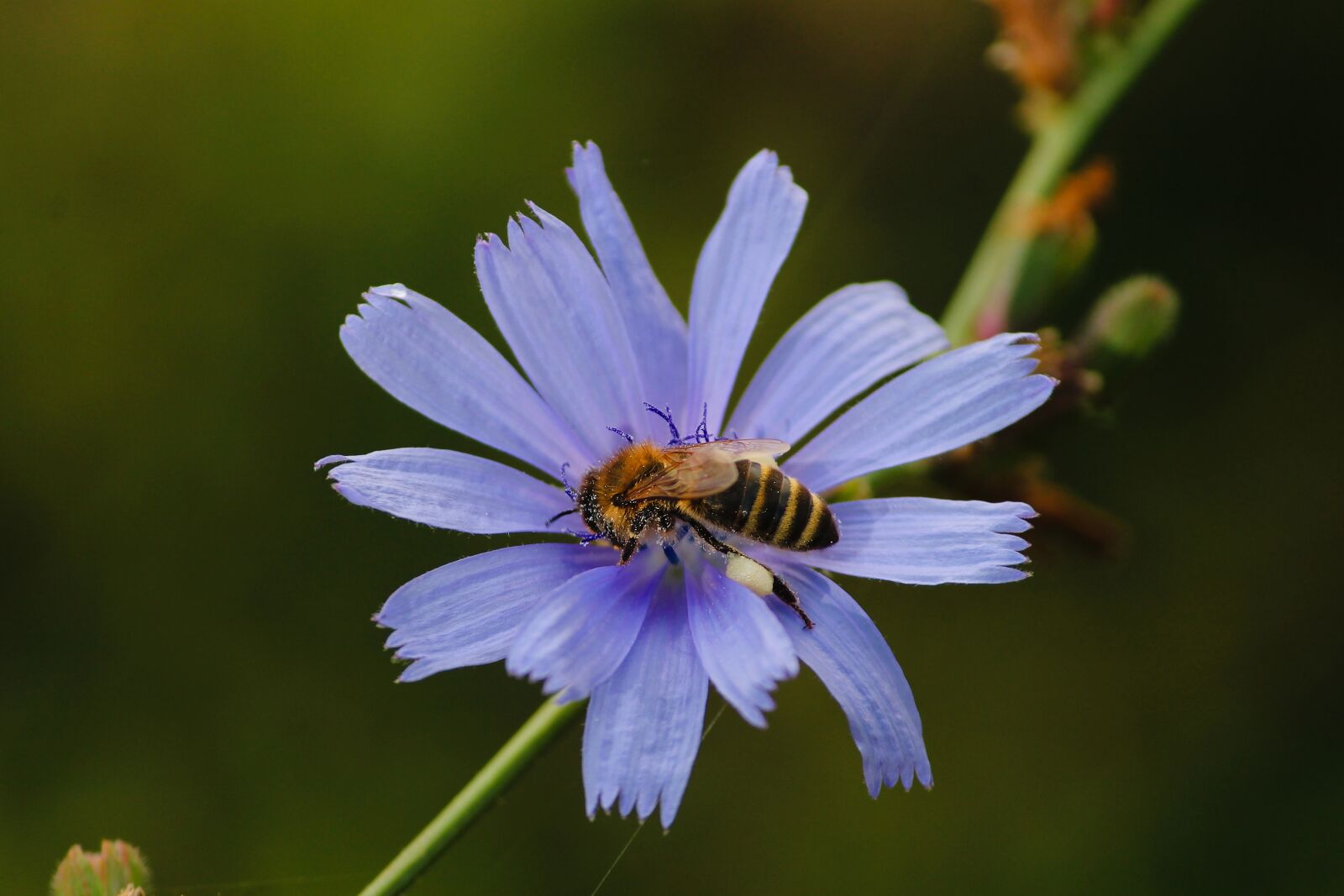 Canon EOS 1100D (EOS Rebel T3 / EOS Kiss X50) sample photo. Bee, blossom, bloom photography