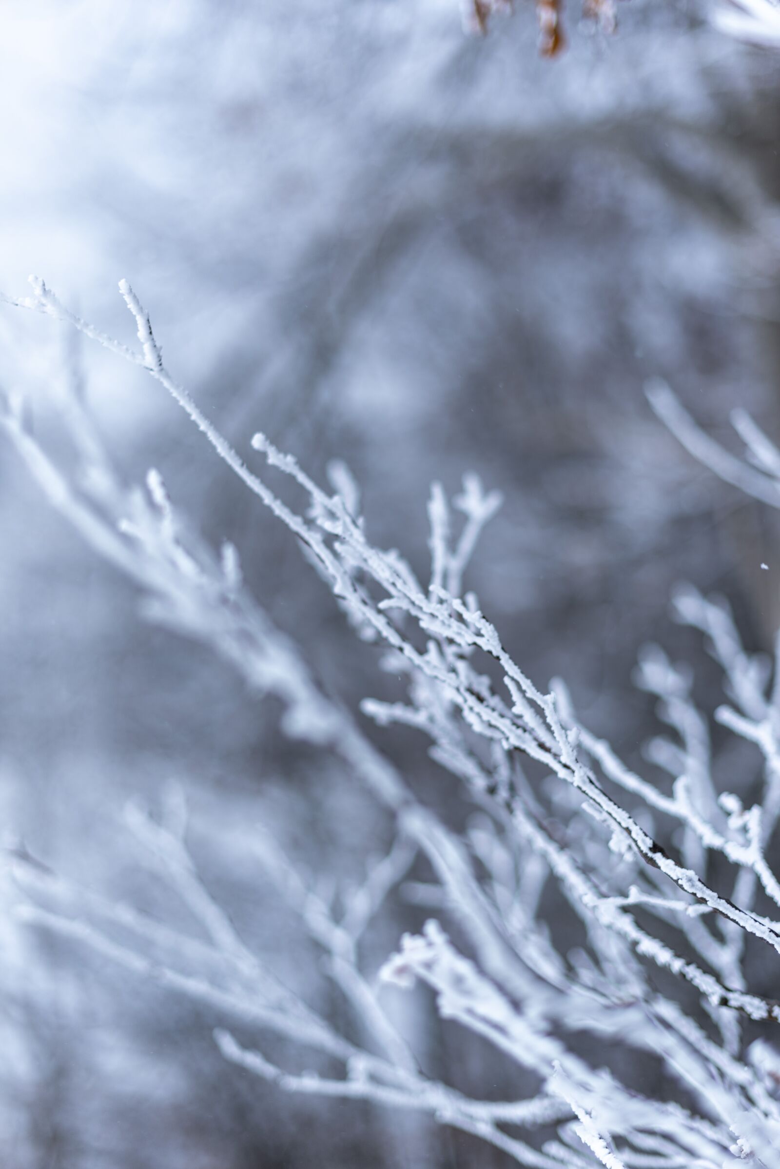 Nikon D750 sample photo. Winter, snow, nature photography