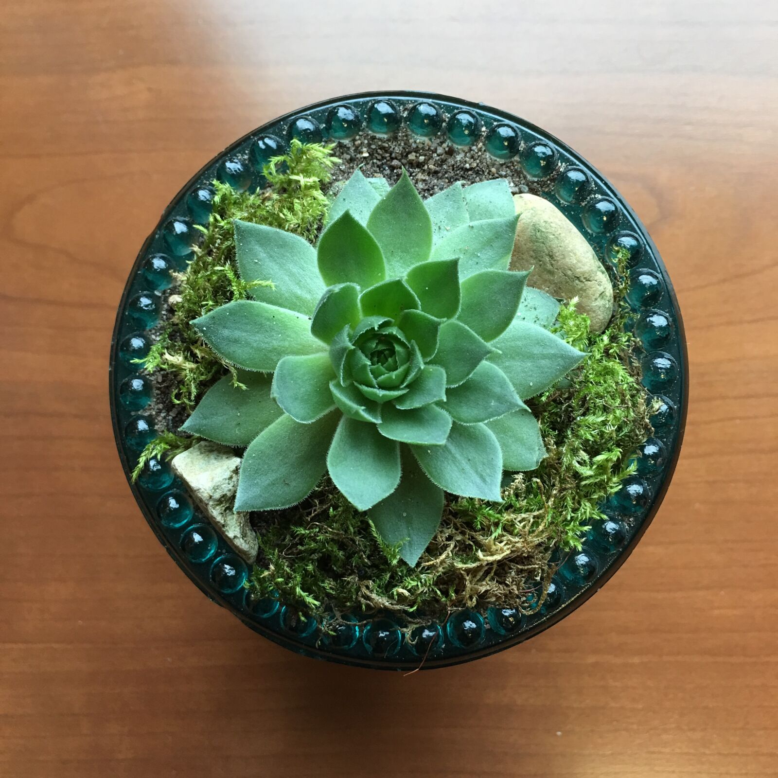 Apple iPhone 6s Plus sample photo. Echeveria ciliata, succulent, diffuser photography