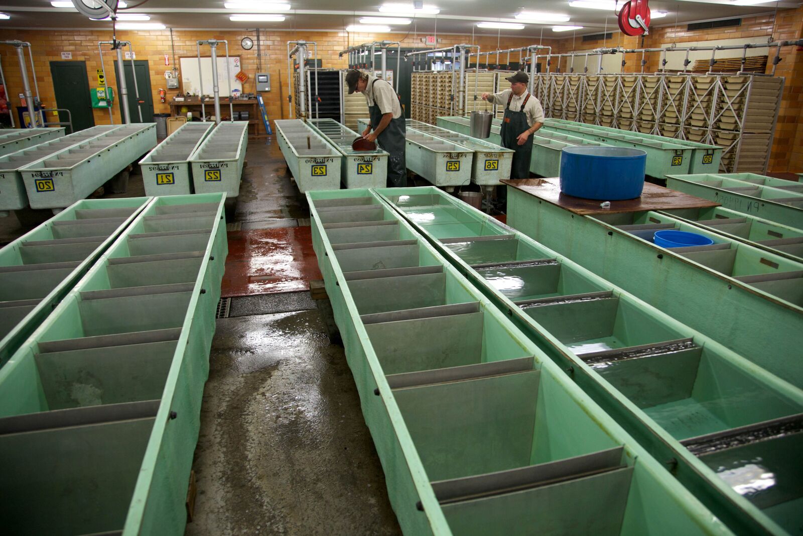 Canon EOS 5D Mark II sample photo. Spawning, facilities, fall, chinook photography