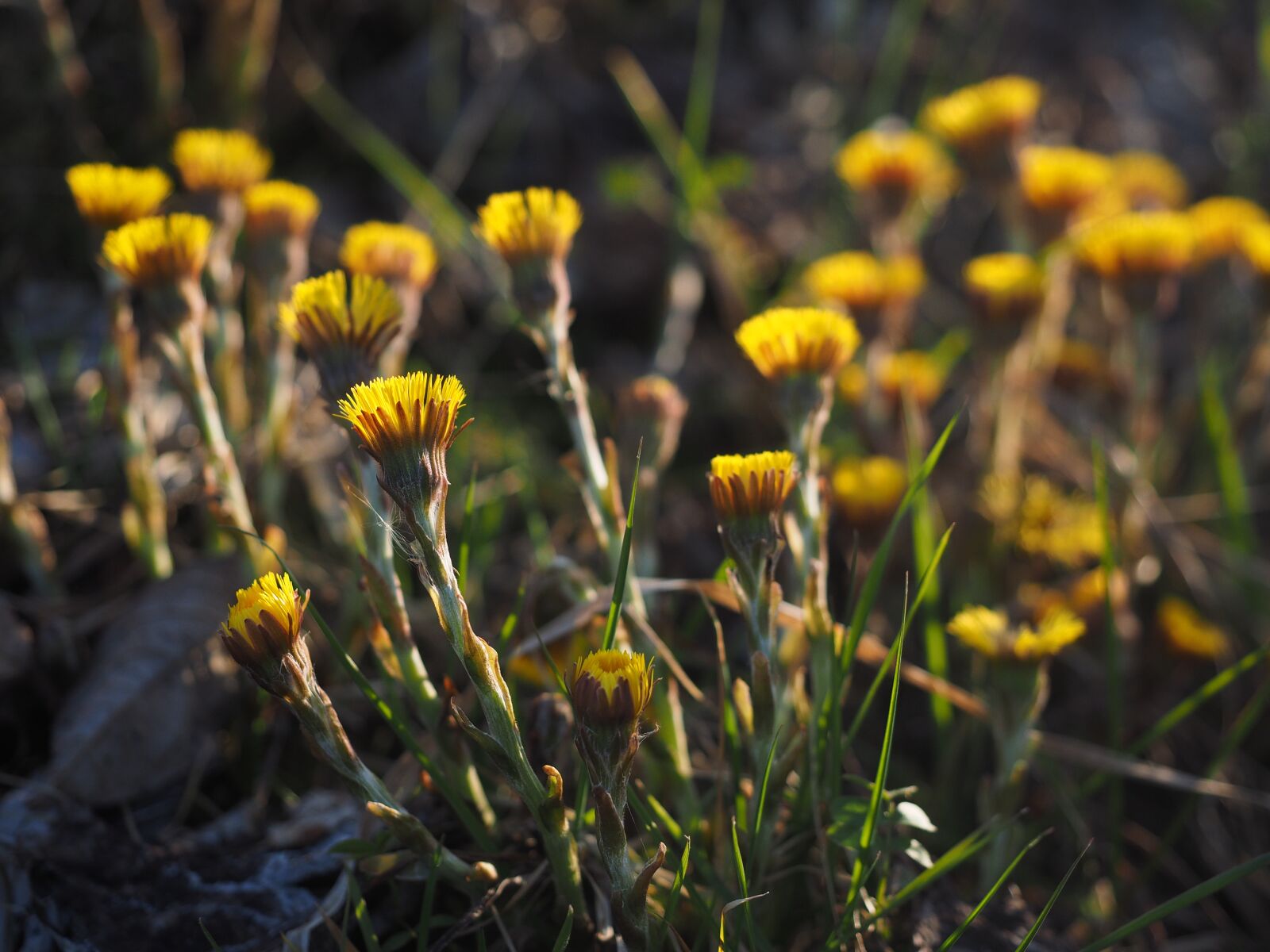 Olympus OM-D E-M1 + Olympus M.Zuiko Digital ED 12-40mm F2.8 Pro sample photo. Tussilago farfara, flower, blossom photography
