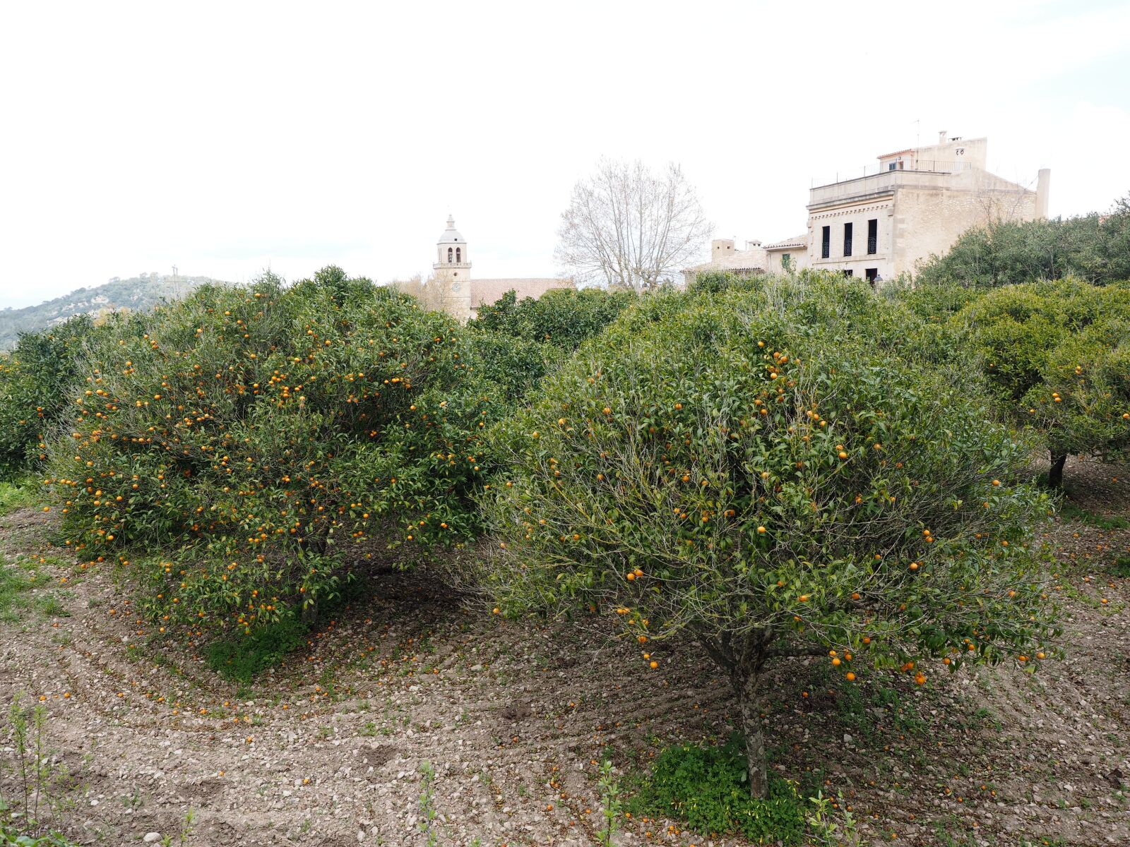 Olympus OM-D E-M1 + Olympus M.Zuiko Digital ED 12-40mm F2.8 Pro sample photo. Orange grove, orange trees photography