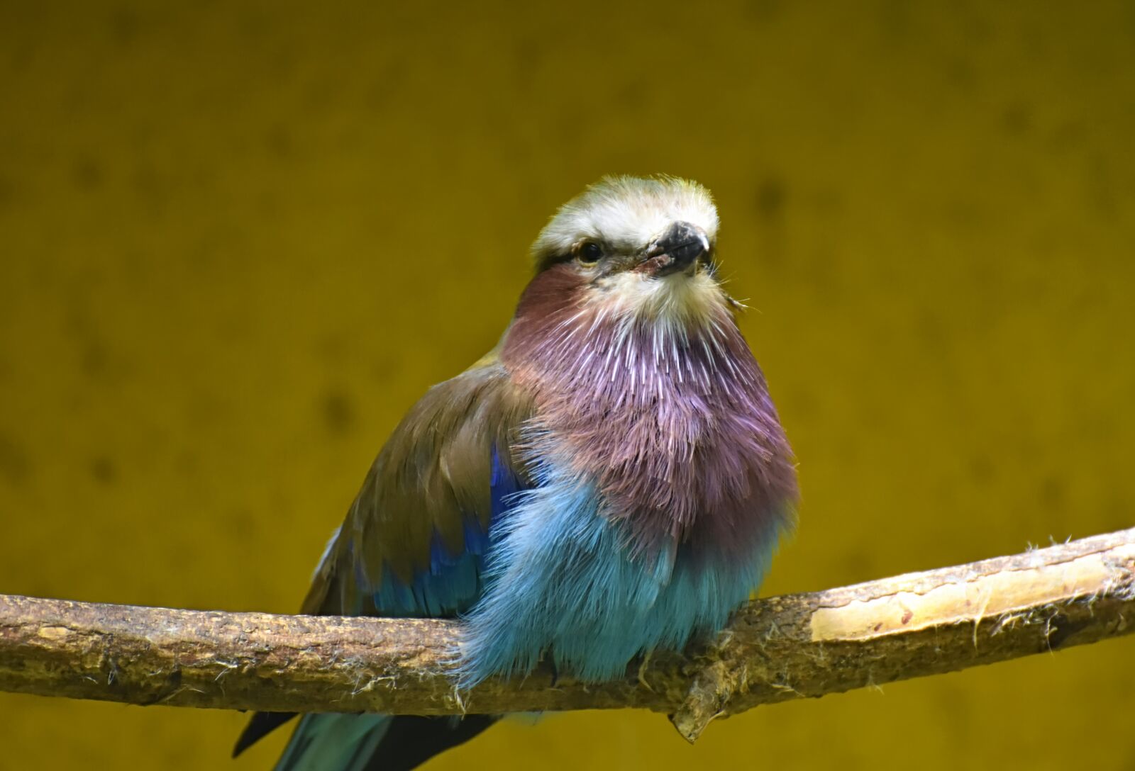 Nikon D7200 sample photo. Bird, colorful, nature photography