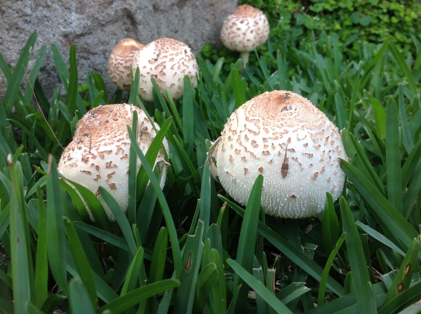 Apple iPad sample photo. Fungus, mushrooms, garden mushrooms photography