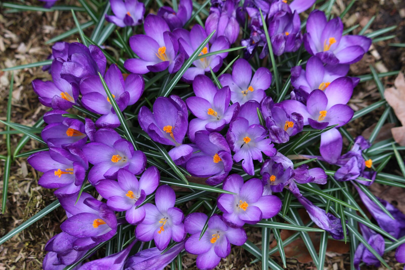 Canon EOS 700D (EOS Rebel T5i / EOS Kiss X7i) sample photo. Crocus, spring, flower photography