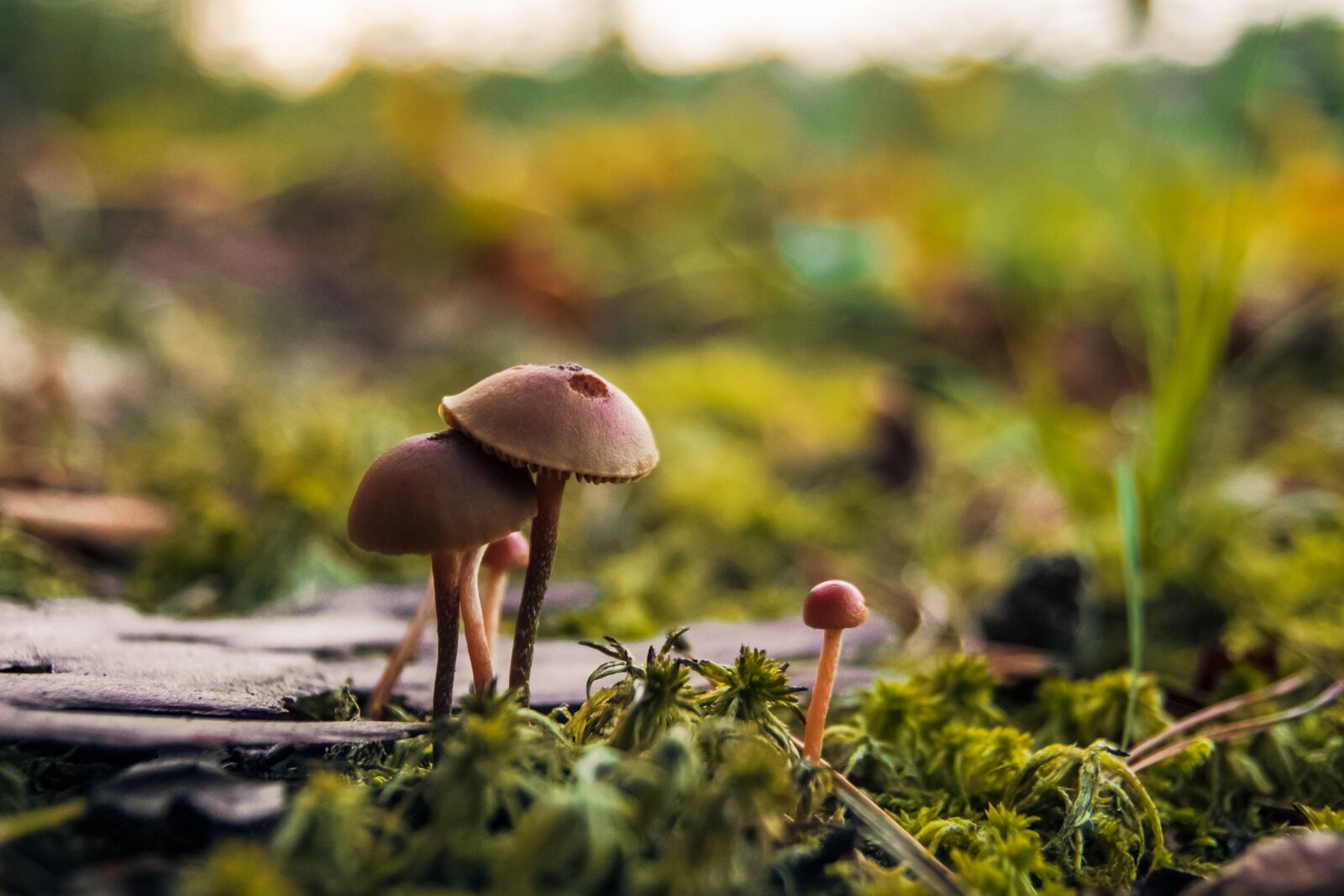 Canon EOS 700D (EOS Rebel T5i / EOS Kiss X7i) sample photo. Autumn, mushrooms, forest photography