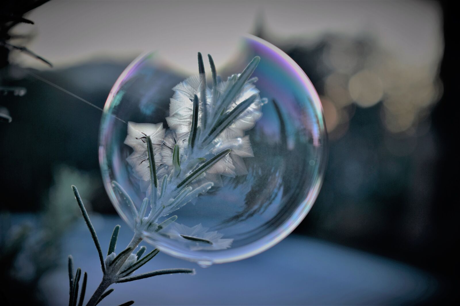 Nikon D5500 sample photo. Soap bubble, frozen, eiskristalle photography