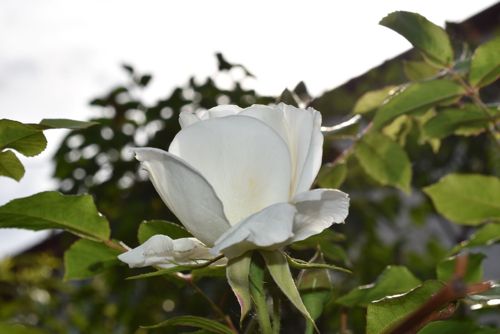 Nikon D5500 sample photo. Flower, rose, bloom photography
