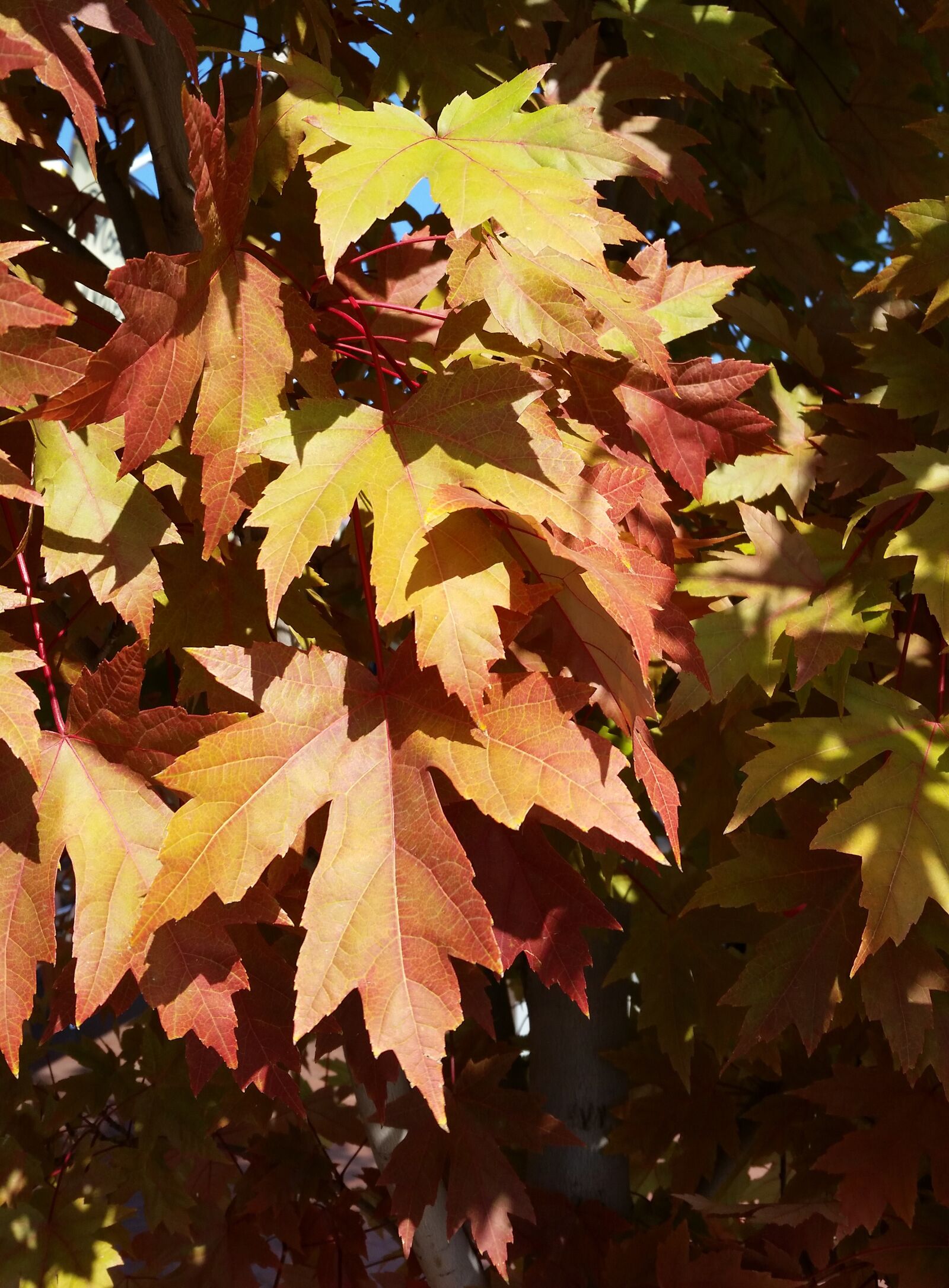 Samsung Galaxy S5 sample photo. Autumn, fall, leaf photography