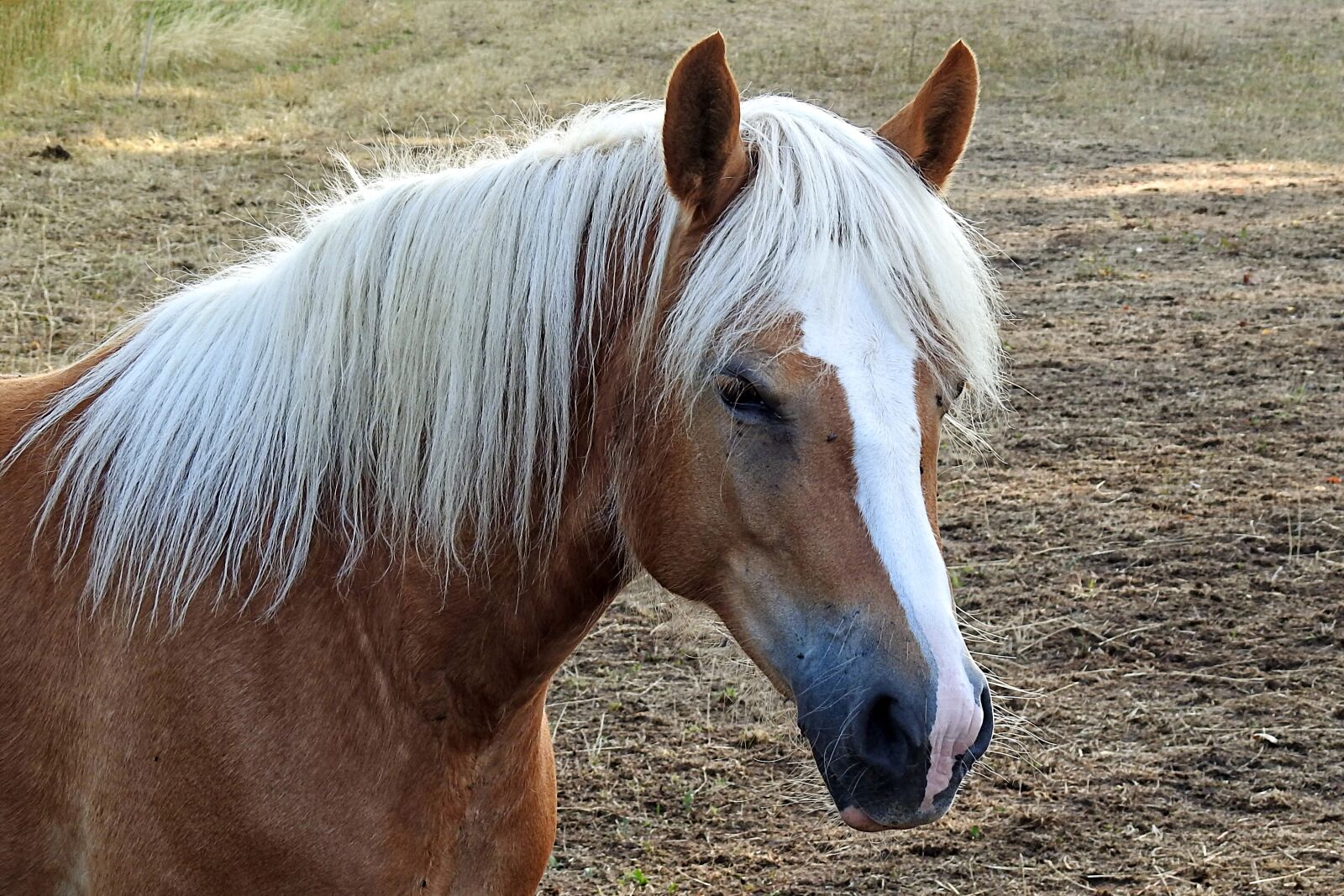 Nikon Coolpix P900 sample photo. Horse, haflinger, mane photography