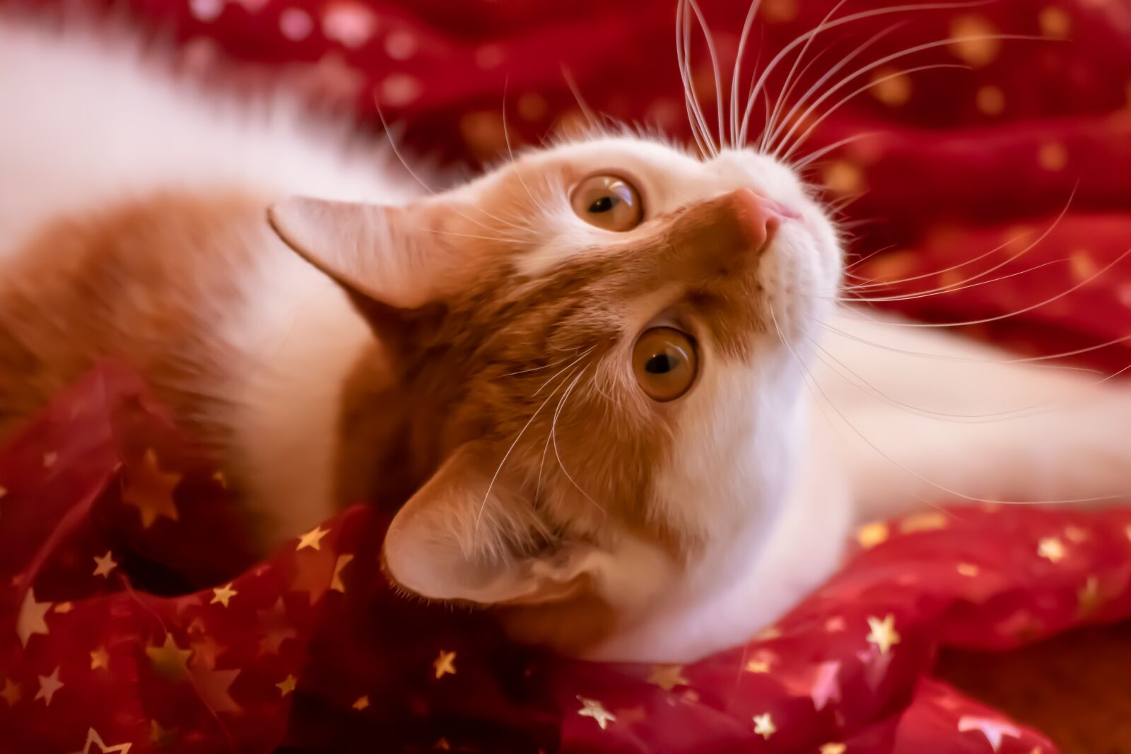 Canon EOS 200D (EOS Rebel SL2 / EOS Kiss X9) sample photo. Cat, red, christmas photography