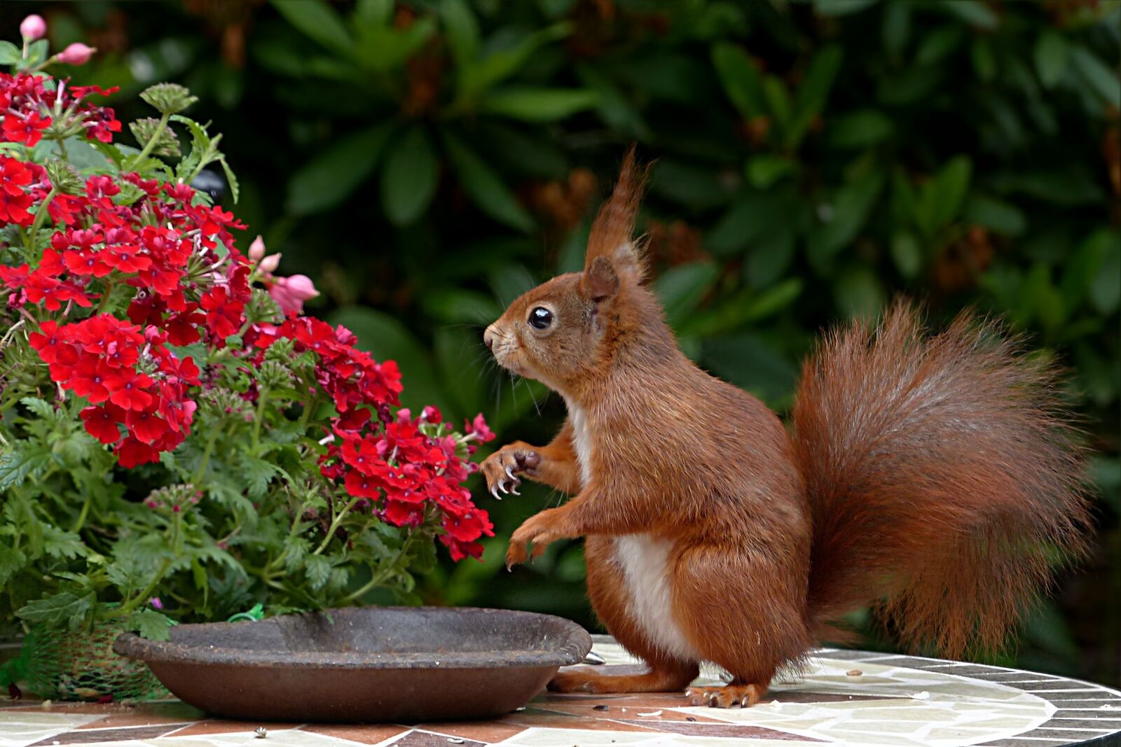 Panasonic Lumix DMC-FZ200 sample photo. Animal, rodent, squirrel photography