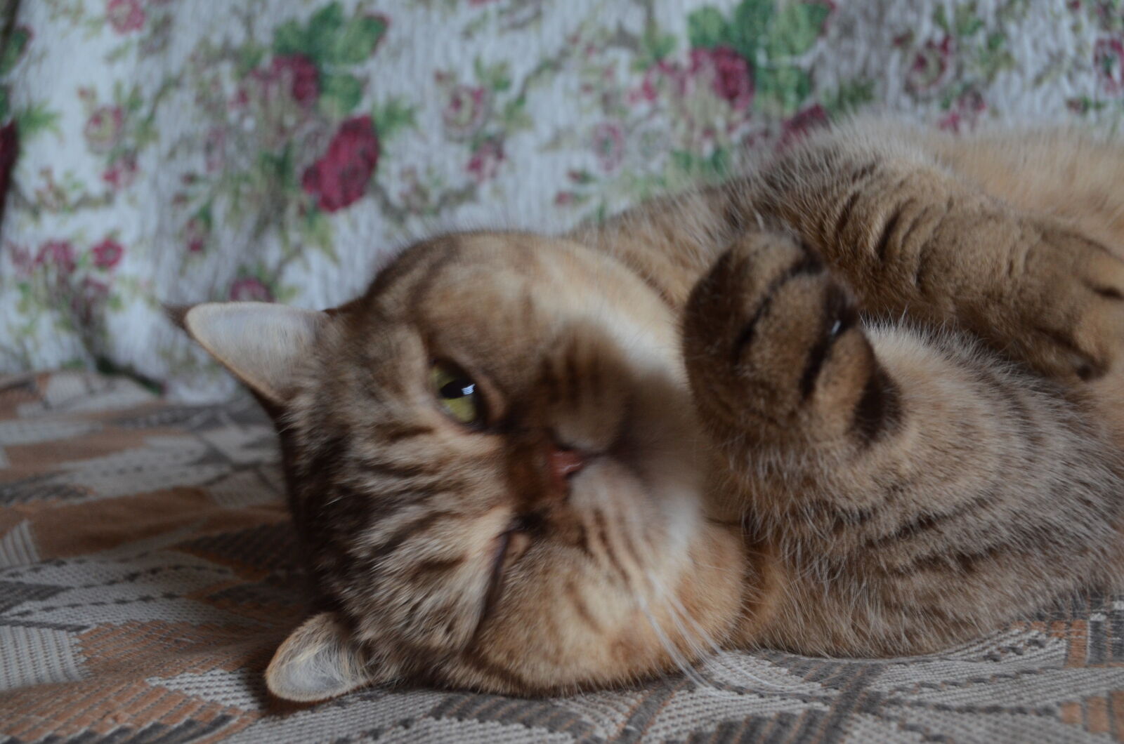 Nikon D5100 sample photo