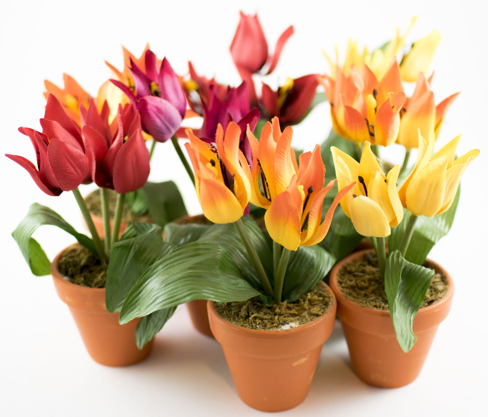 Nikon D5300 sample photo. Flowers, flower pot, nature photography