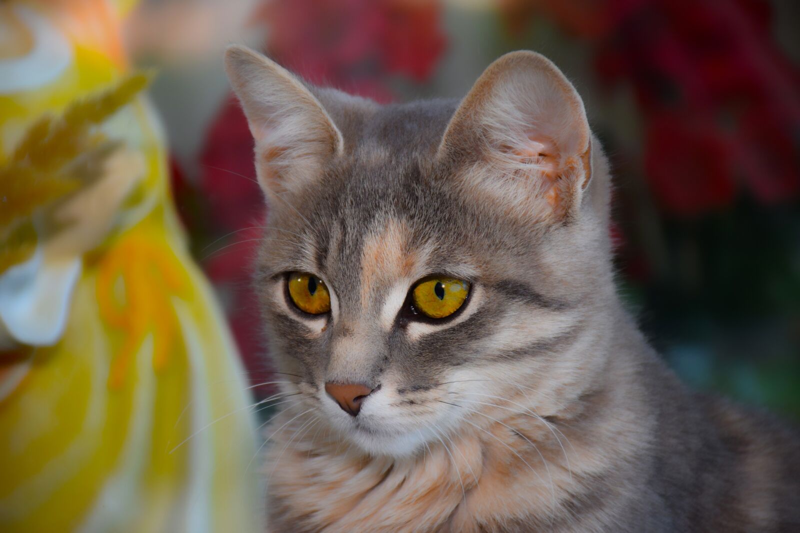 Nikon D5300 sample photo. Cat, mild look, sadness photography