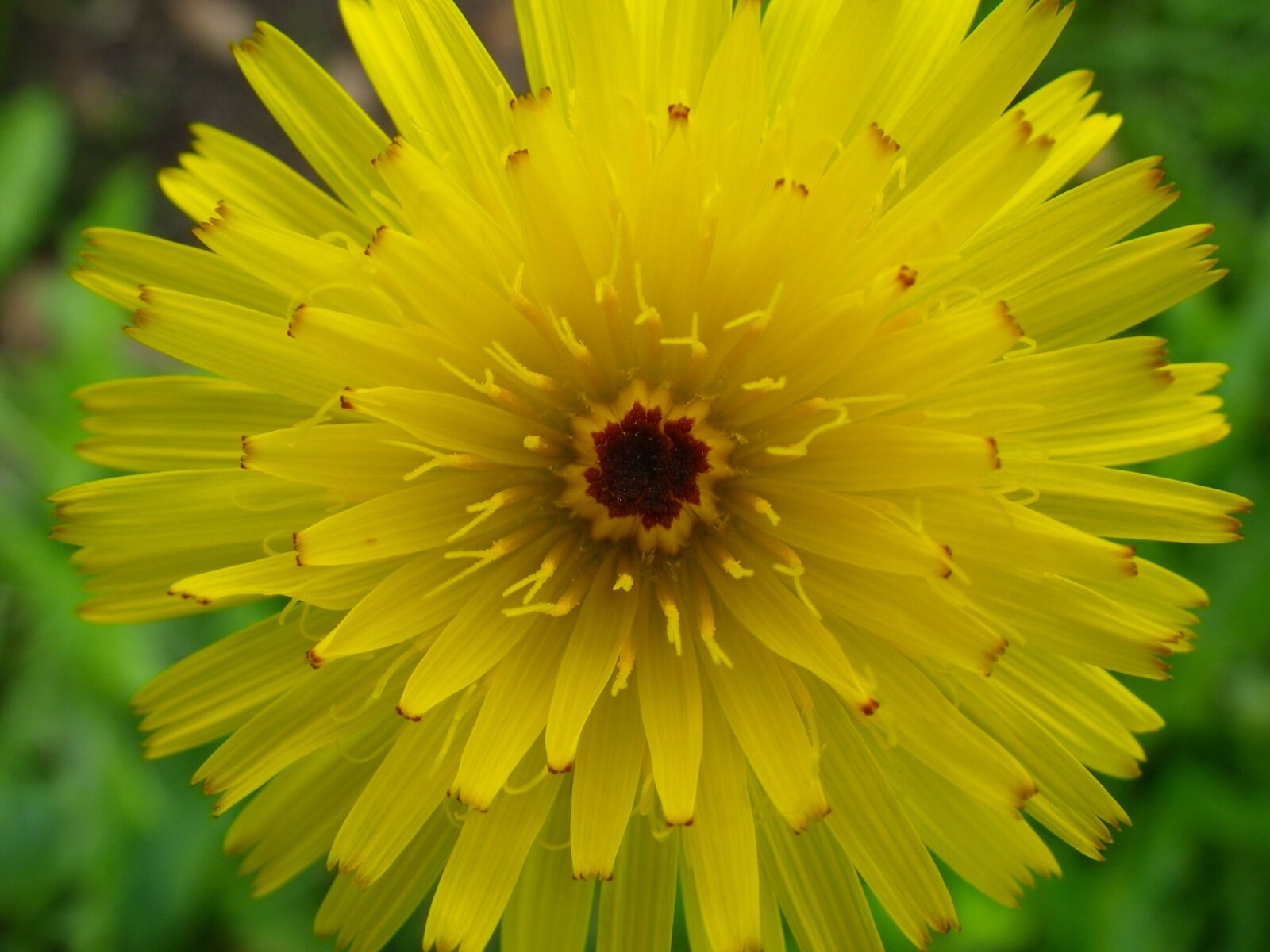 Pentax Optio W90 sample photo. Flower garden, macro, yellow photography