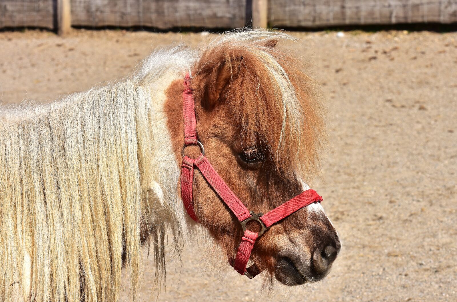 Nikon D7200 sample photo. Horse, pony, cute photography